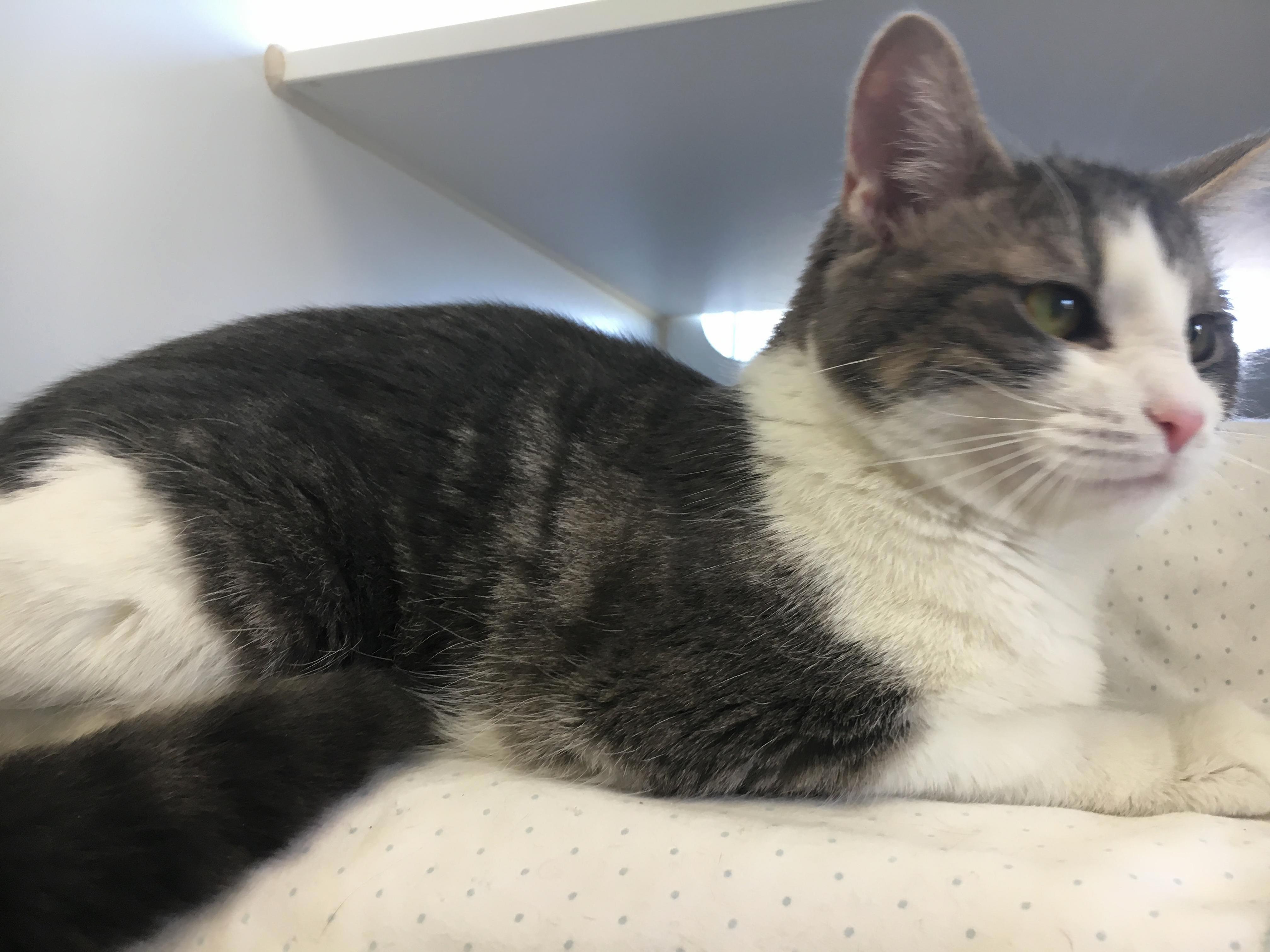 Got to Meet This Cutie Today at a Local Shelter