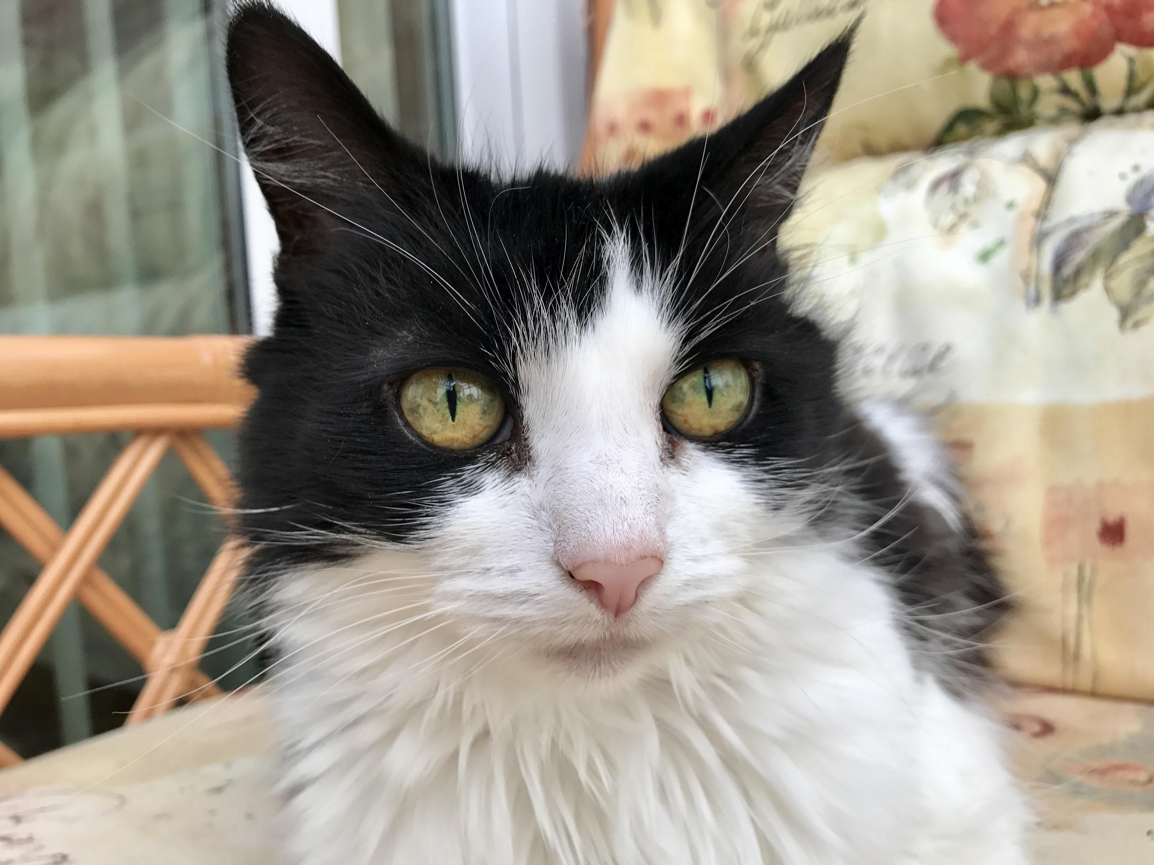 Grandmas Cat- Missy