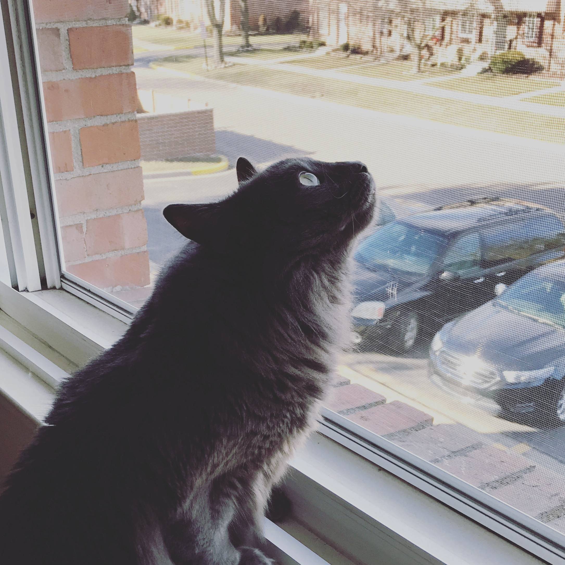 Grayson Enjoying Some Birdwatching During the Unseasonably Warm Weather