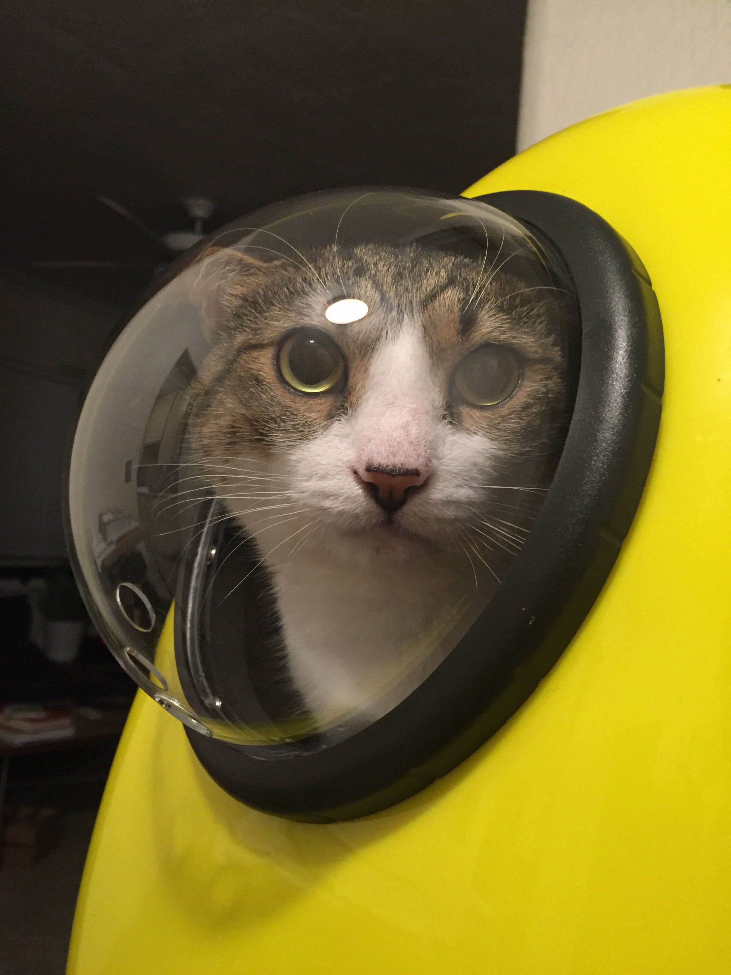 Ground Control to Major Tomcat