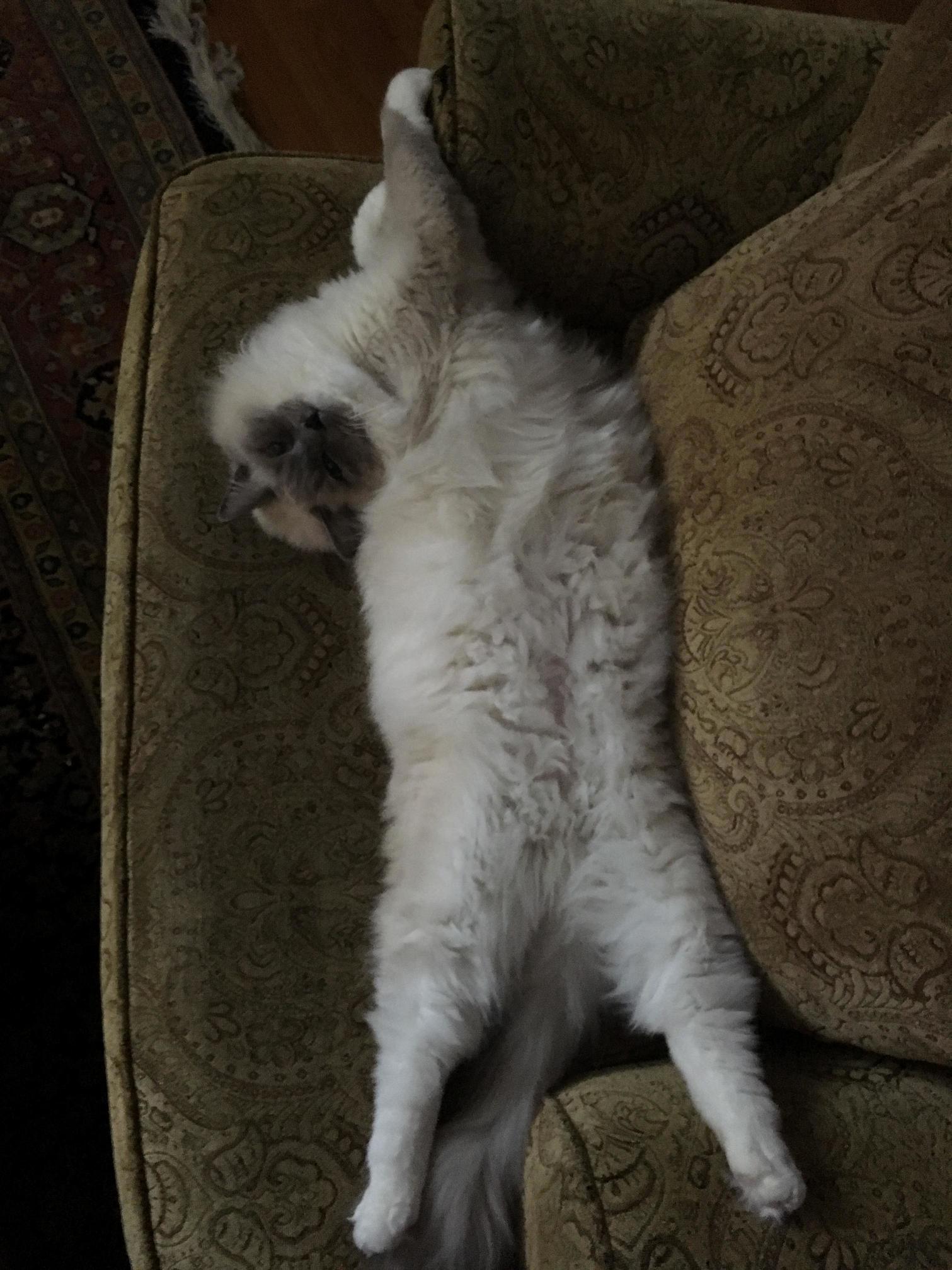 Guys Help. I Think My Cat Is Broken