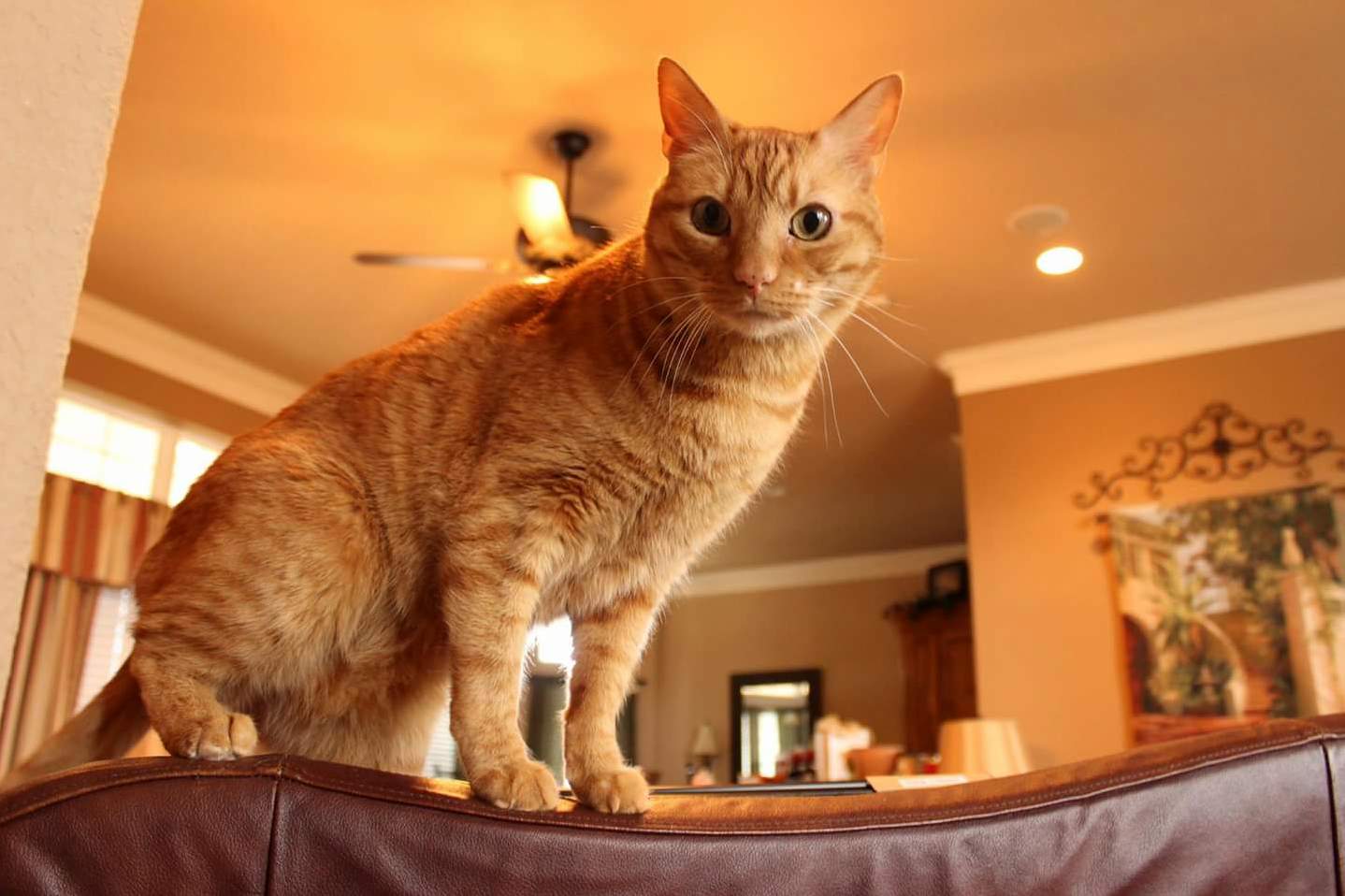 Had to Say Goodbye to My Best Friend of 13 Years Last Night. He Was the Best Cat I Could Ve Ever Asked For. Im Gonna Miss Him So Much.