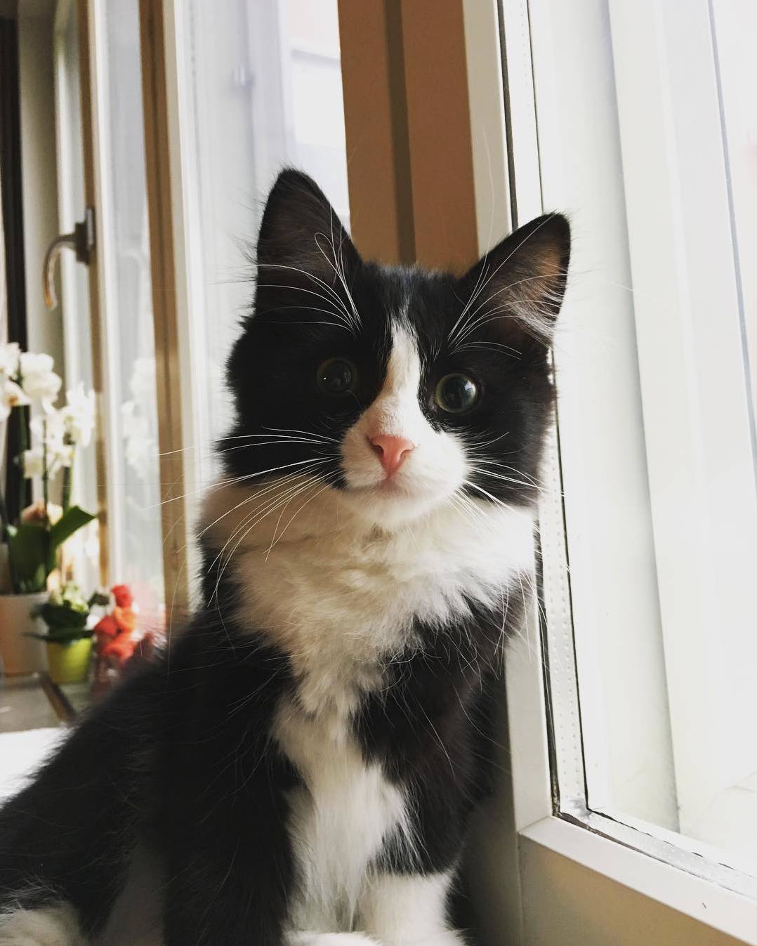 Haddocks Reaction After Seeing Snow
