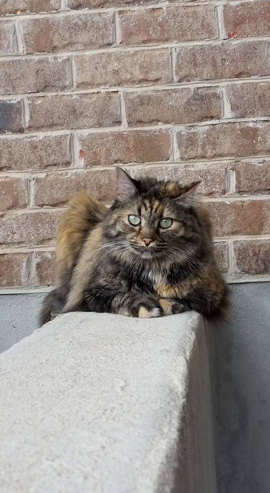 Halt Who Goes There Oh... I See You Have Tuna Carry On.