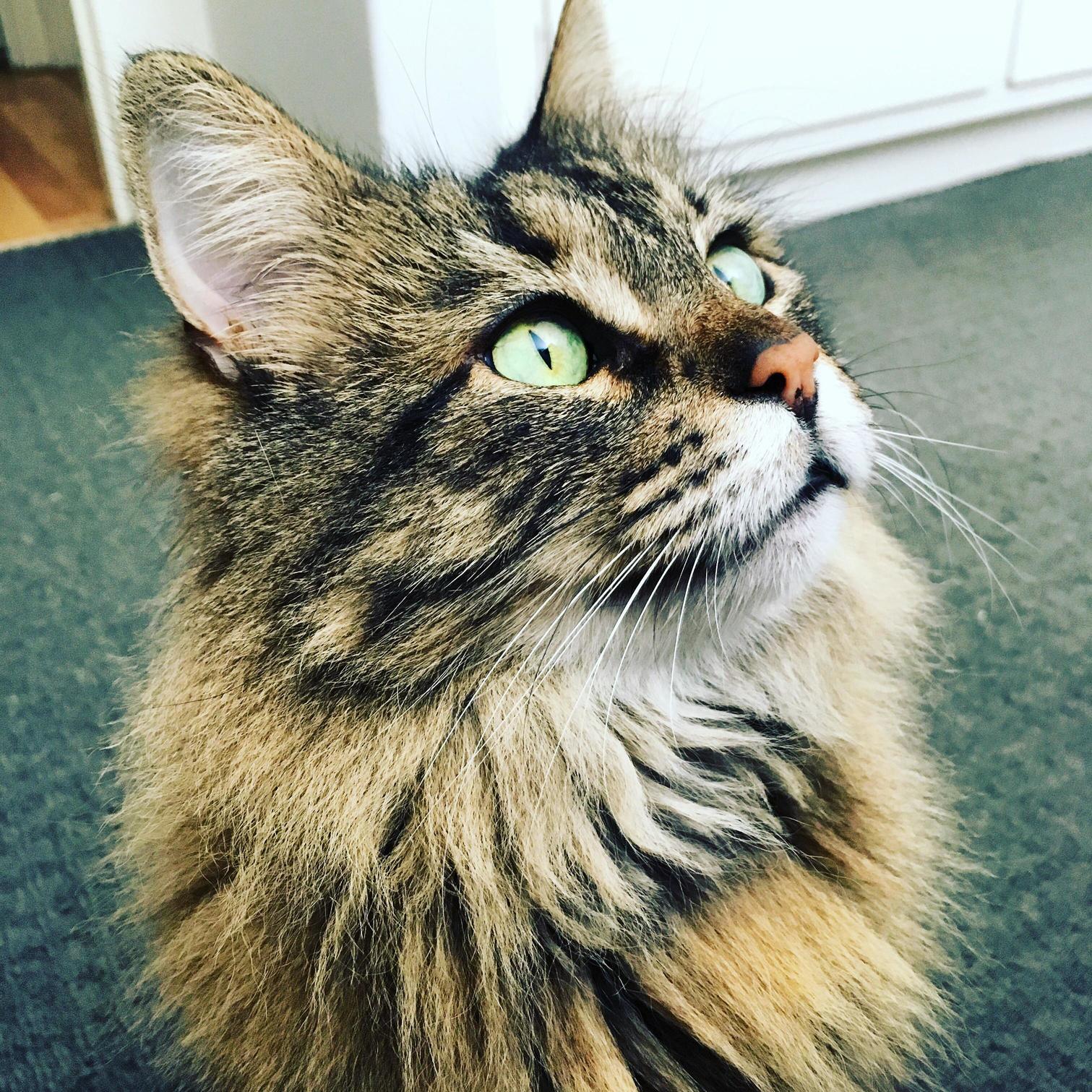Happy 12th Birthday to My Best Buddy.