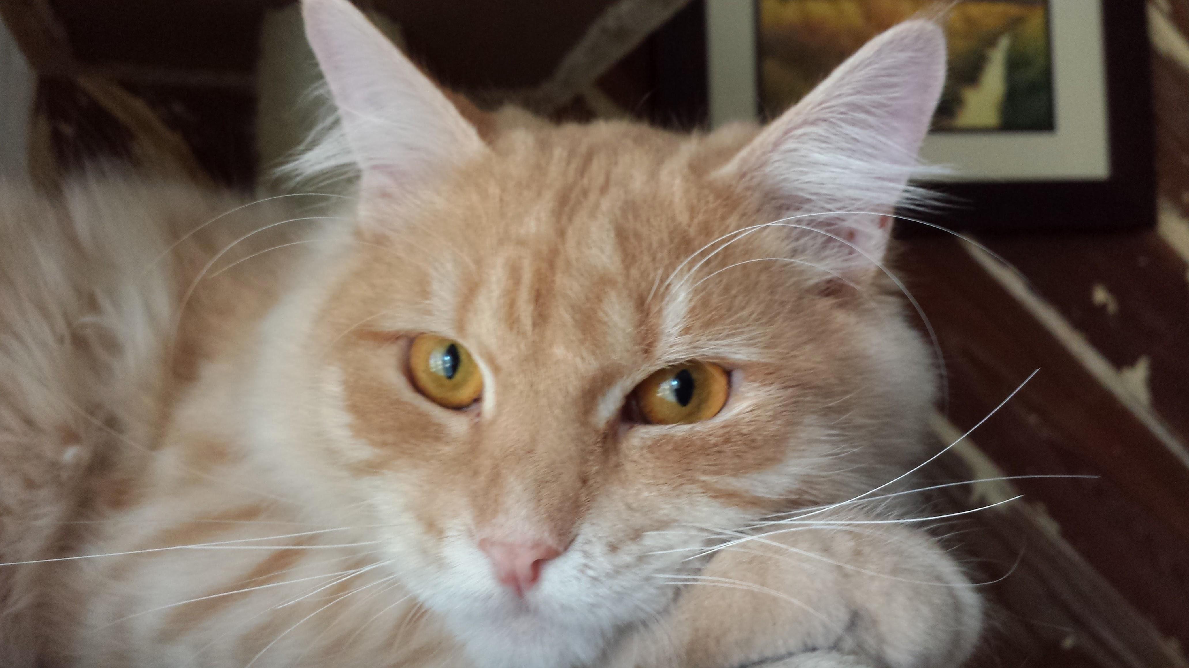 Happy 2nd Birthday to My Baby Kitty