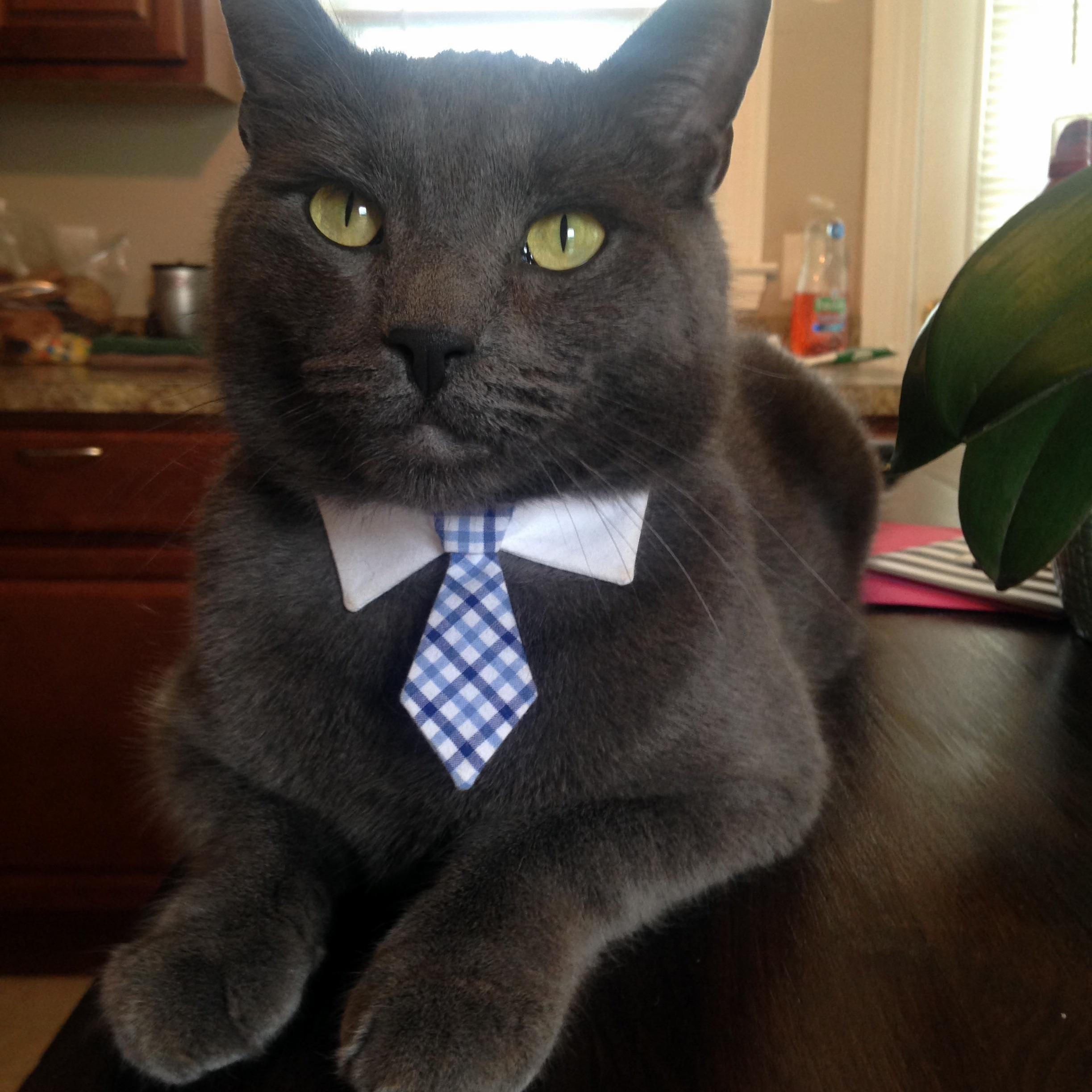 Happy Birthday to My Beautiful Russian Blue Dublin