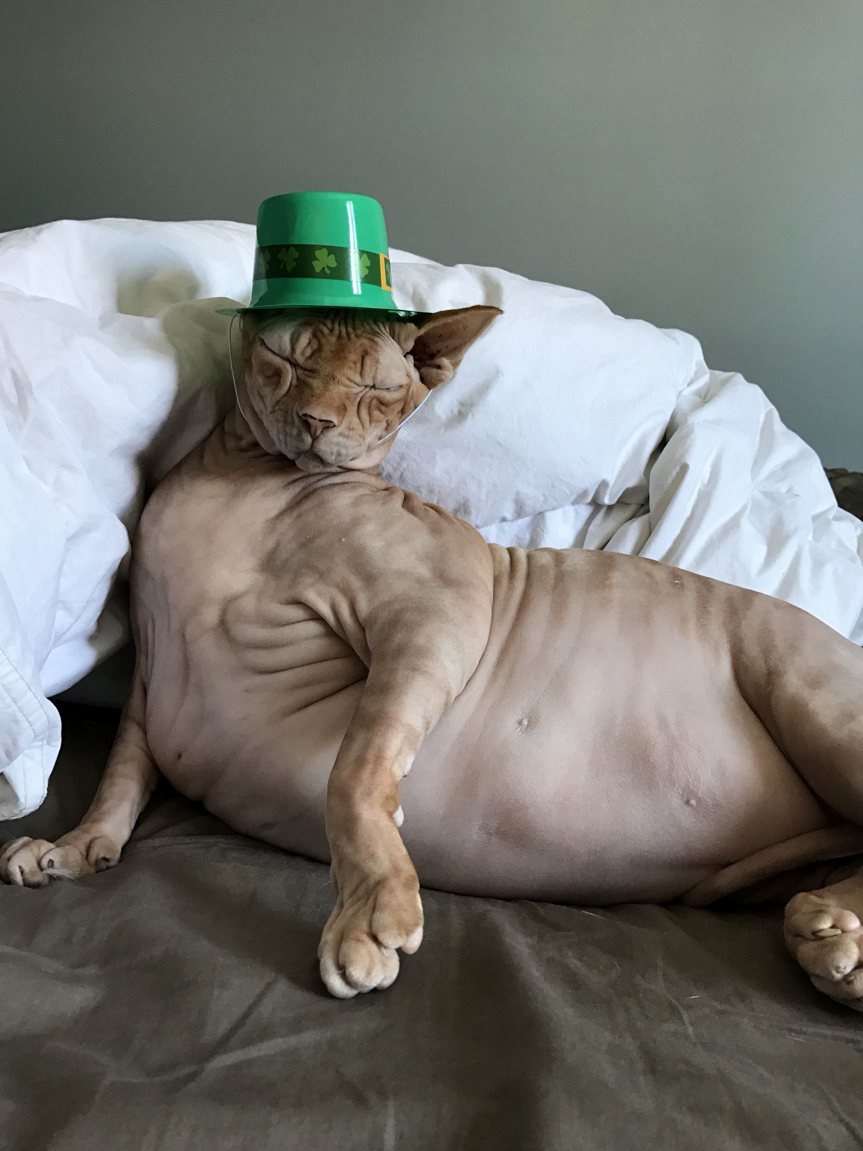 Happy St. Paddys Day