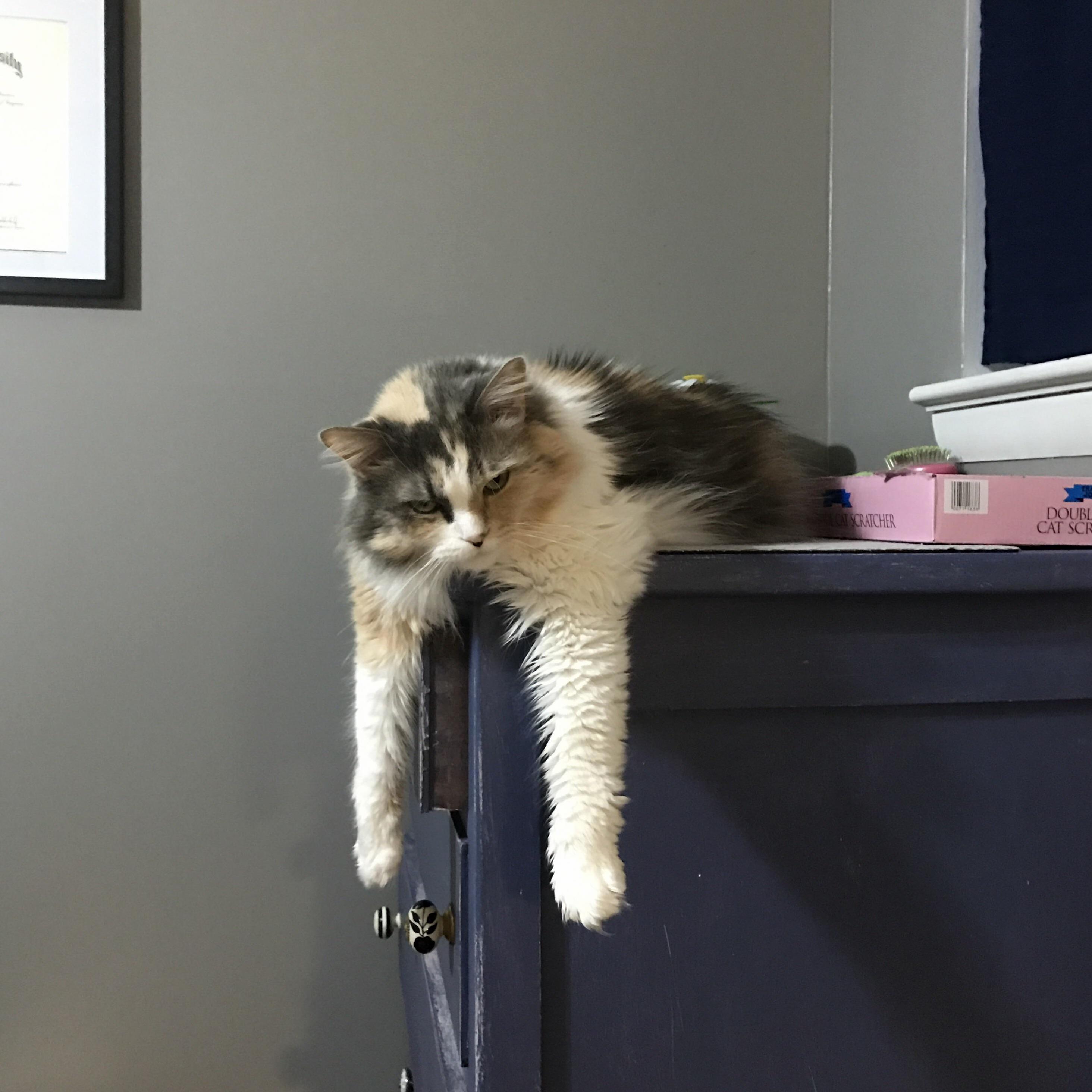 Harriet Is Even More Displeased About Tonights Three Hour Online Class Than Last Week.