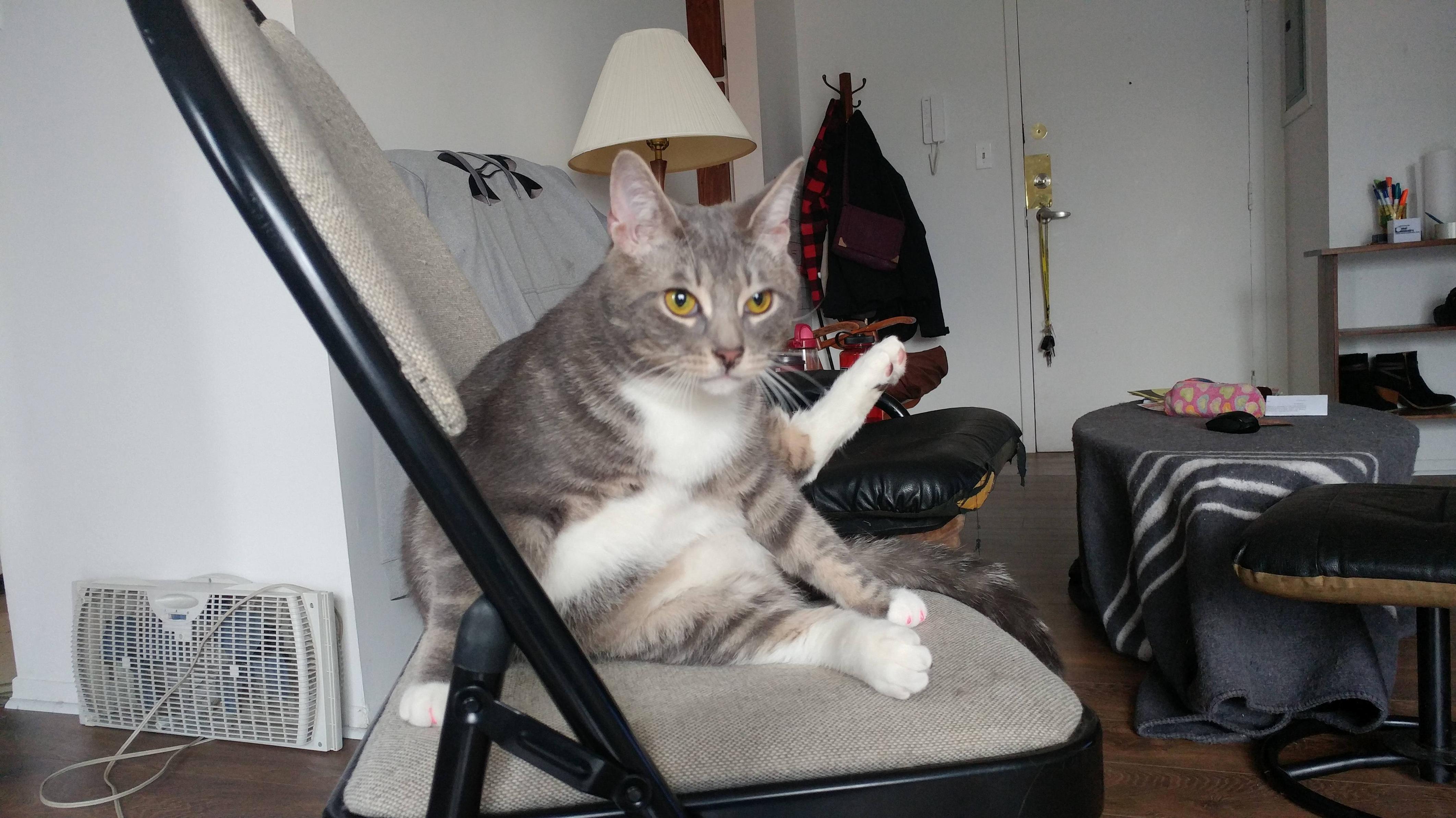 He Sits Like This Even When He Isnt Cleaning Himself... Hes a Special Guy.