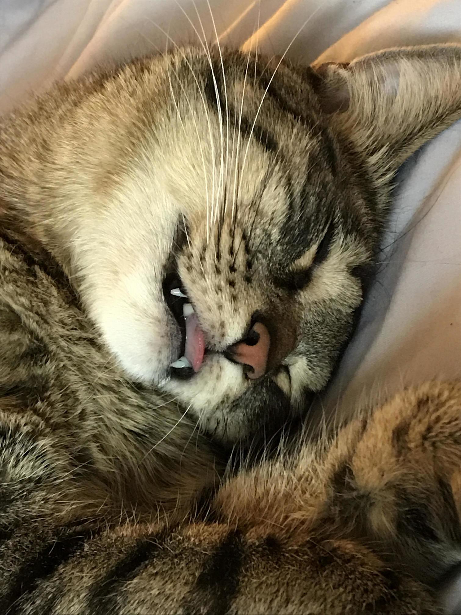 He Was So Happy to Be Asleep