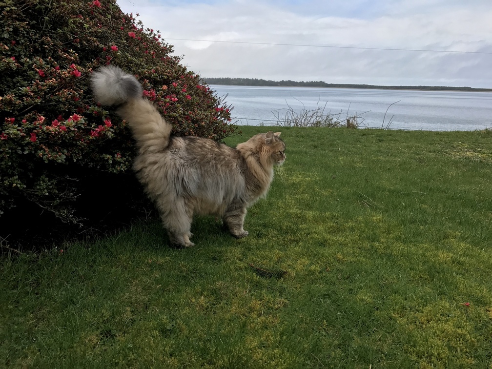 Helios Enjoying the Oregon Coast in Early Spring