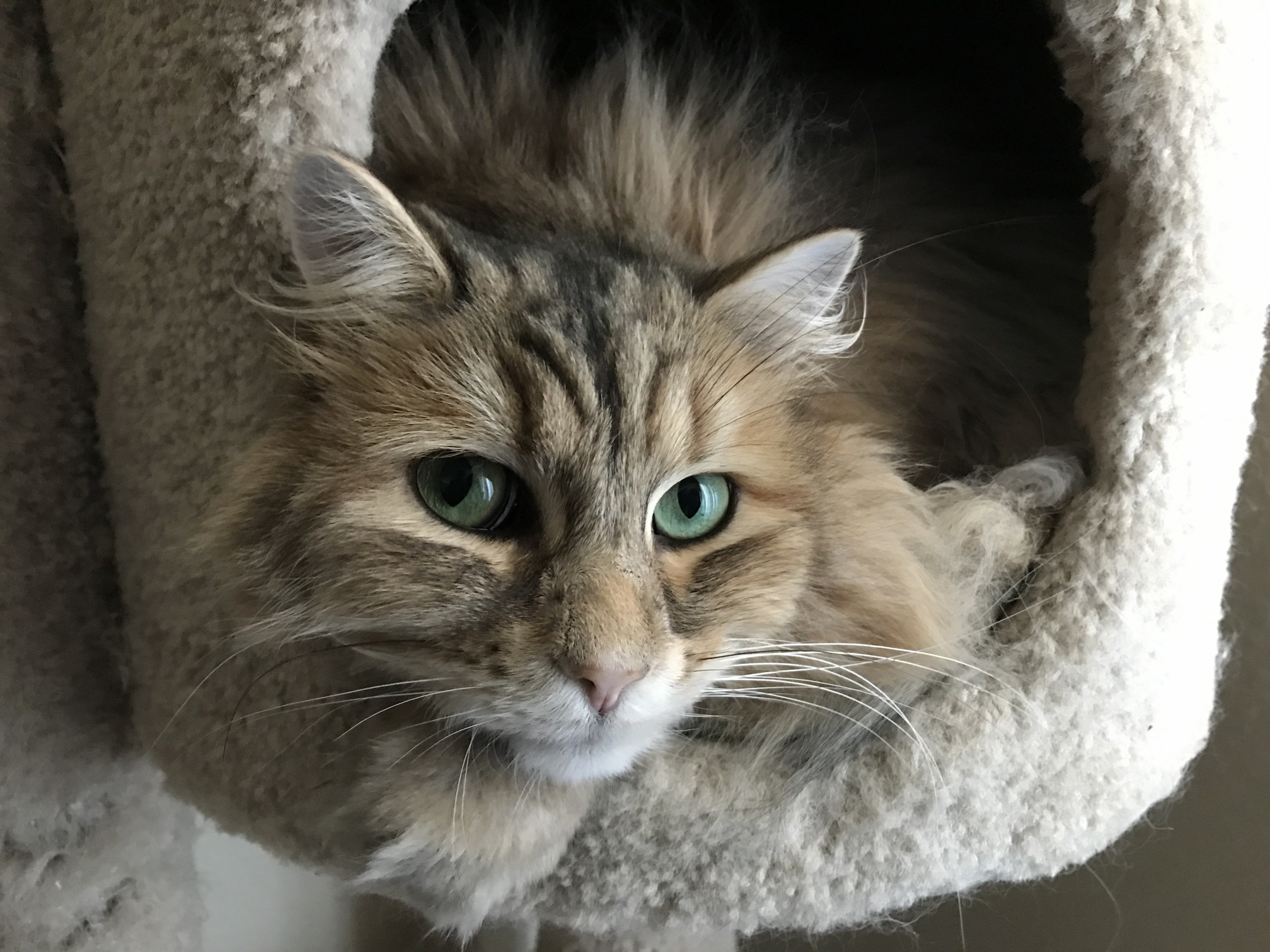 Helios the Siberian Forest Cat on a Sun Lit Day