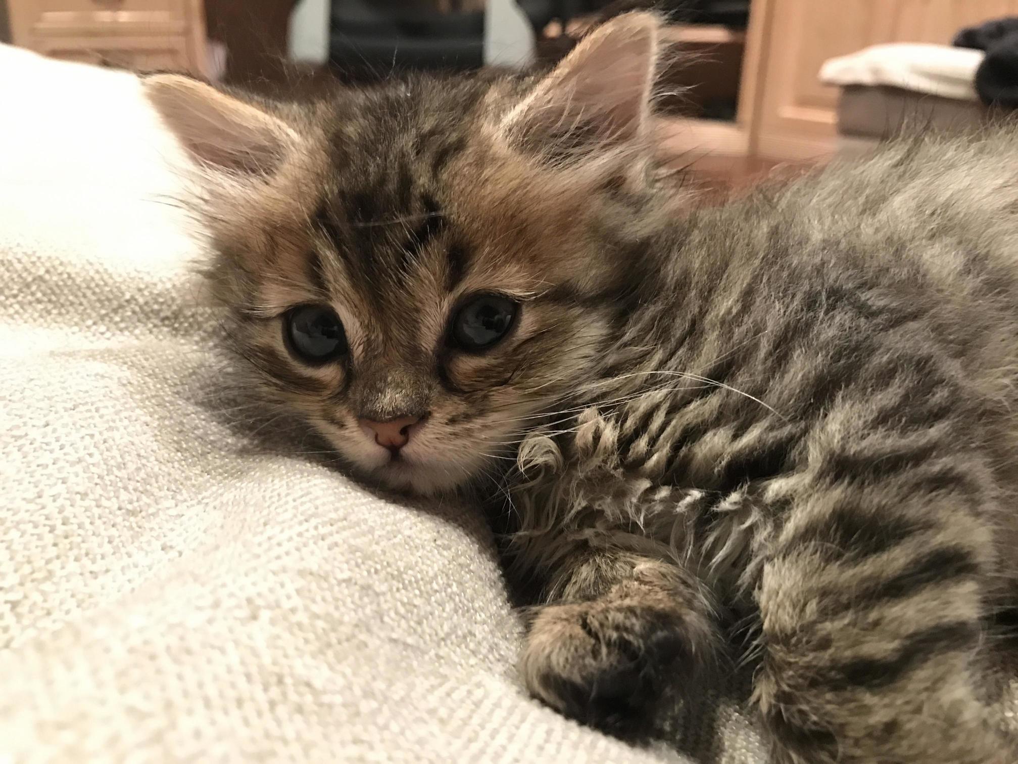 Hello Everyone My Family Just Got This Cat and Were Trying to Find a Good Name for Her What Name Would You Guys Suggest