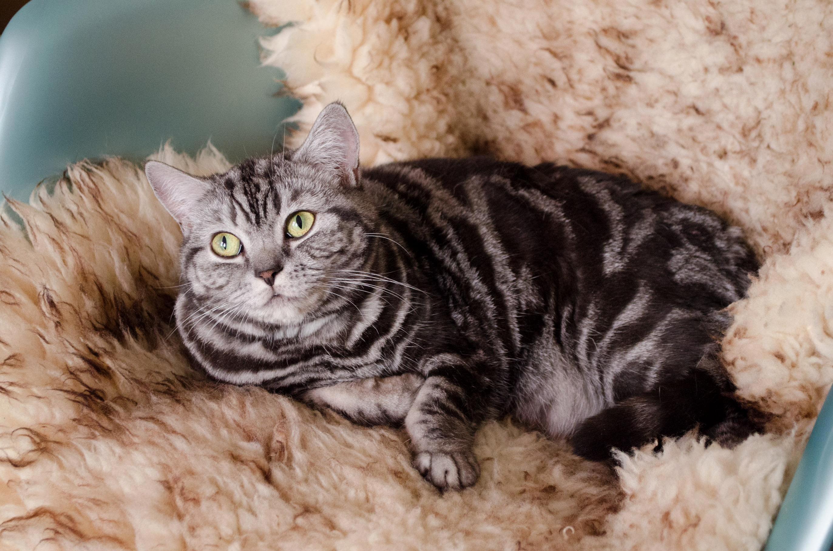 Hello Nice to Meet You My Name Is Misty the British Shorthair.