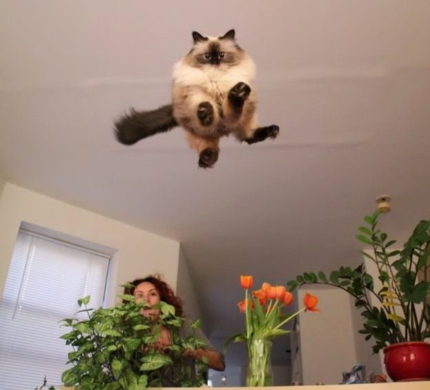 Help Cat Is Stuck Up High Where I Cant Reach Any Advice