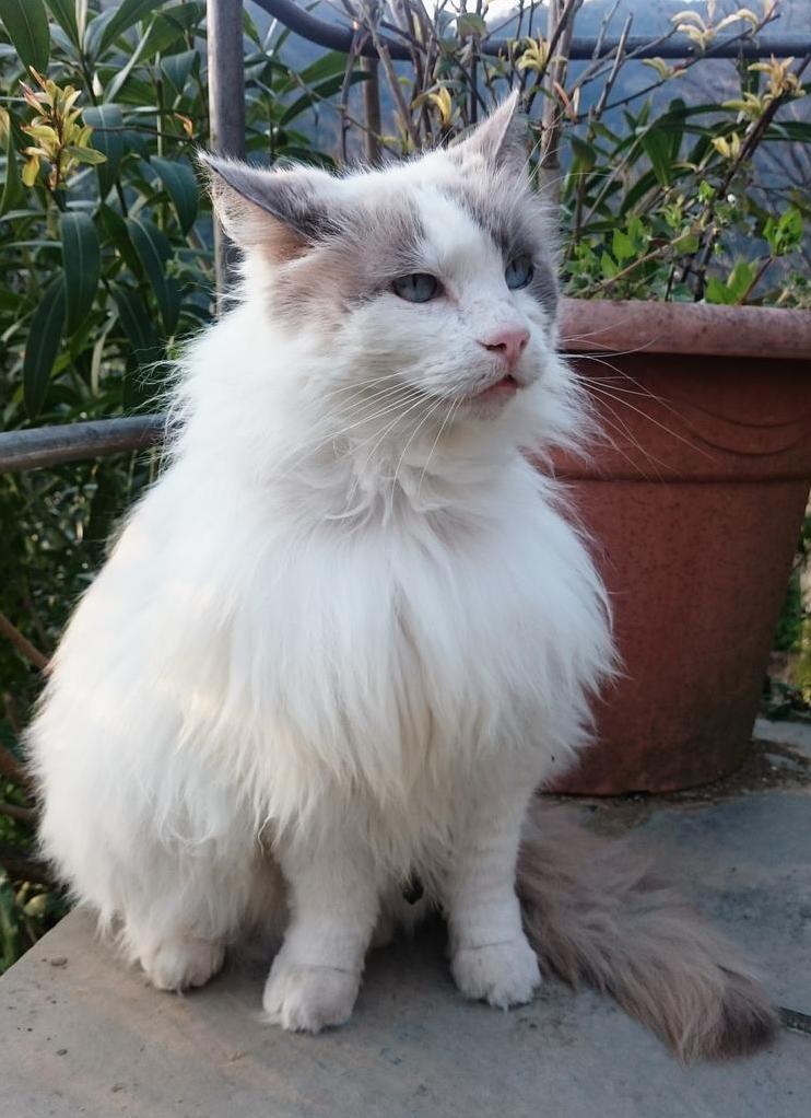 Hes Not the Smartest Cat I Had but Hes So Sweet. His Names Nadir.