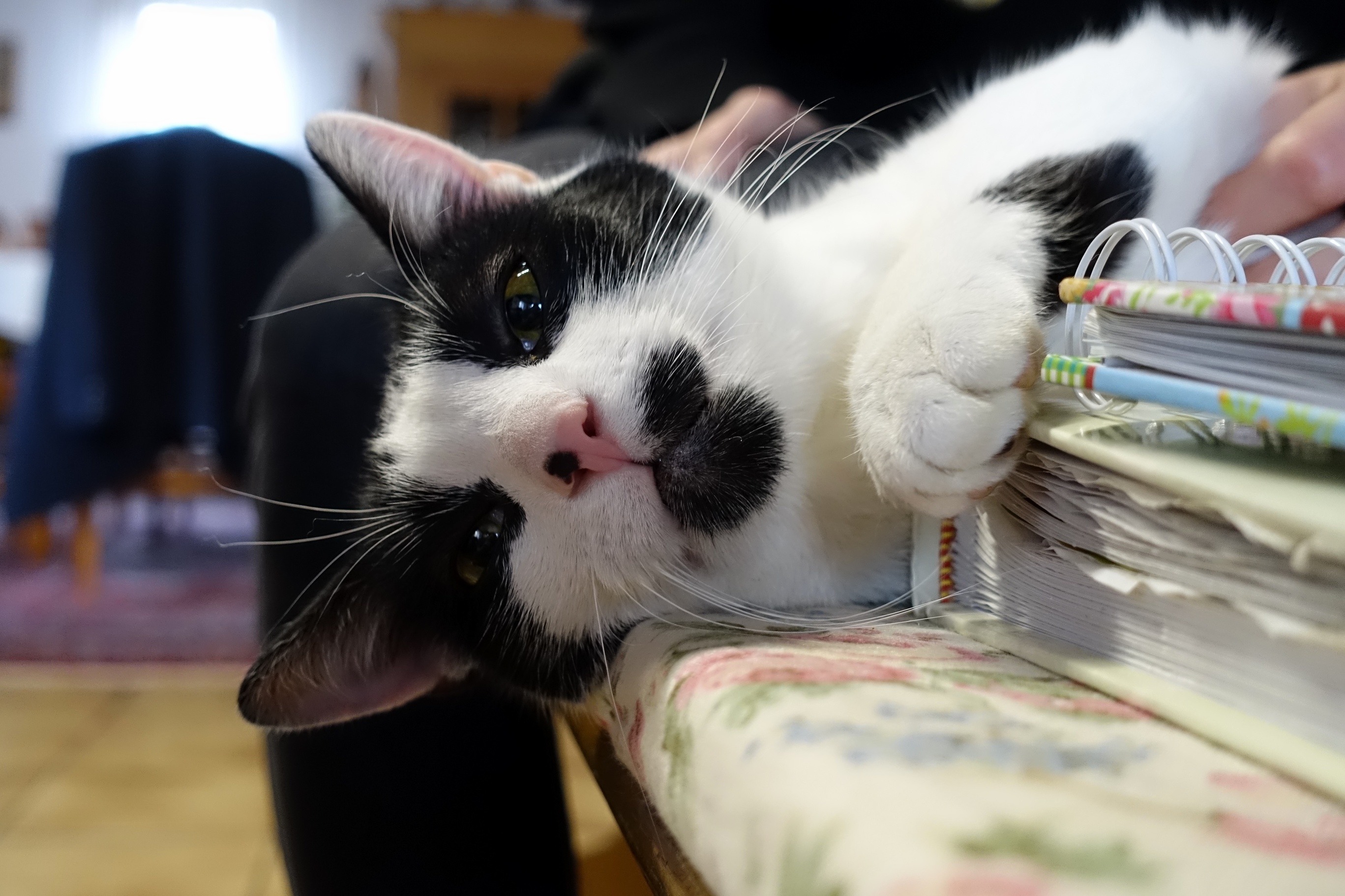 Hi Im Momo. I Like to Hunt Mice and Get Belly Rubs. and Im All Done Hunting for Today.