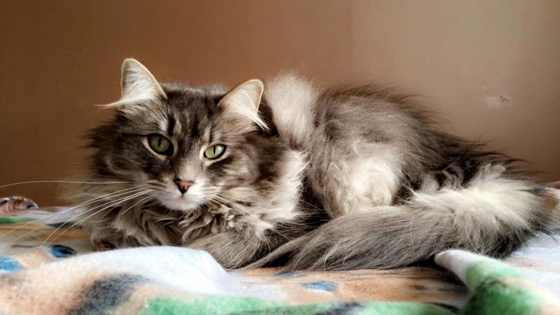 Hi Rcats Meet Ginger
