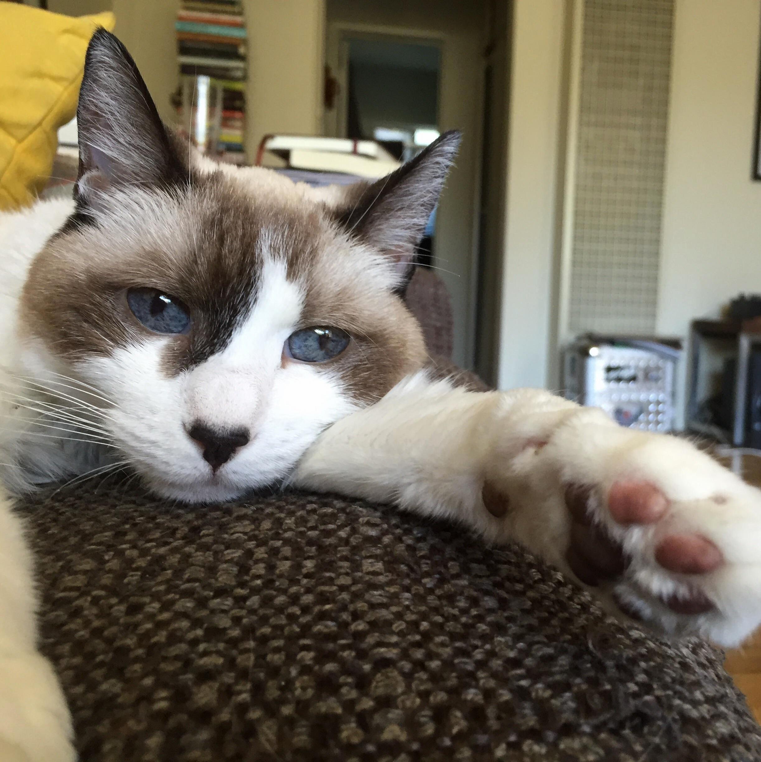 Hi What Do You Think of My Fur Baby