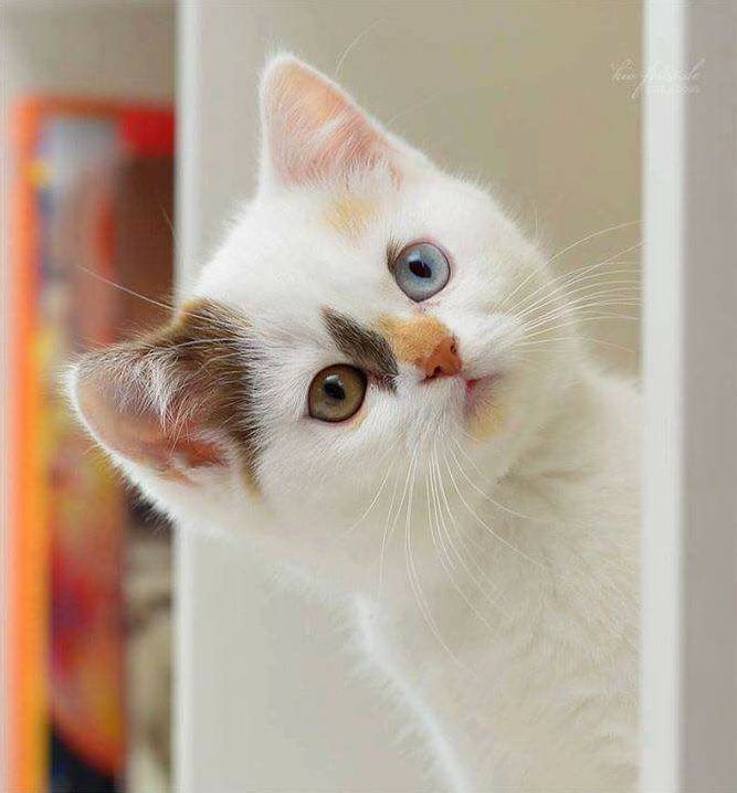 Hi.....