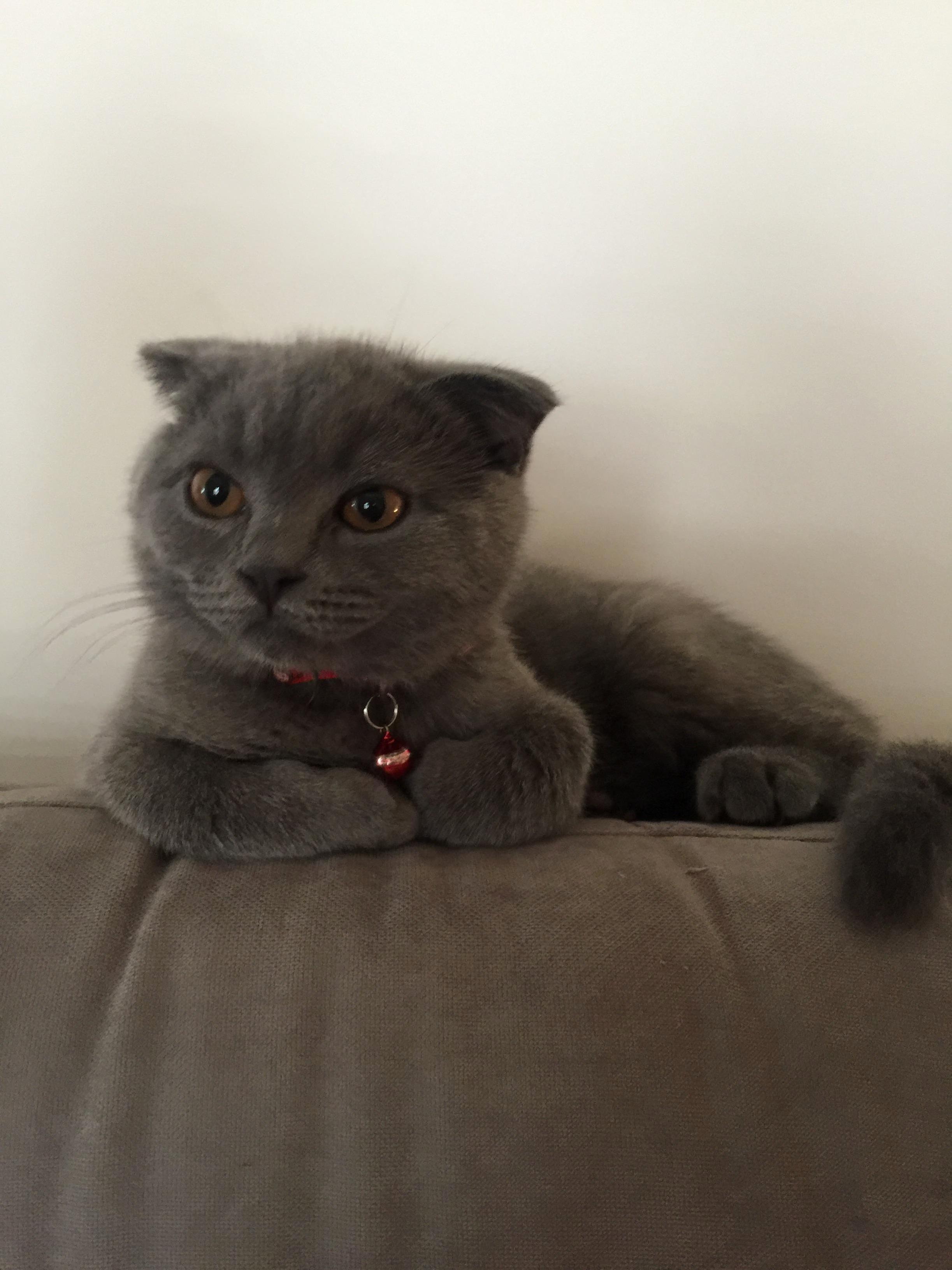 His Name Is Einstein and He Thinks Hes a Physicist.