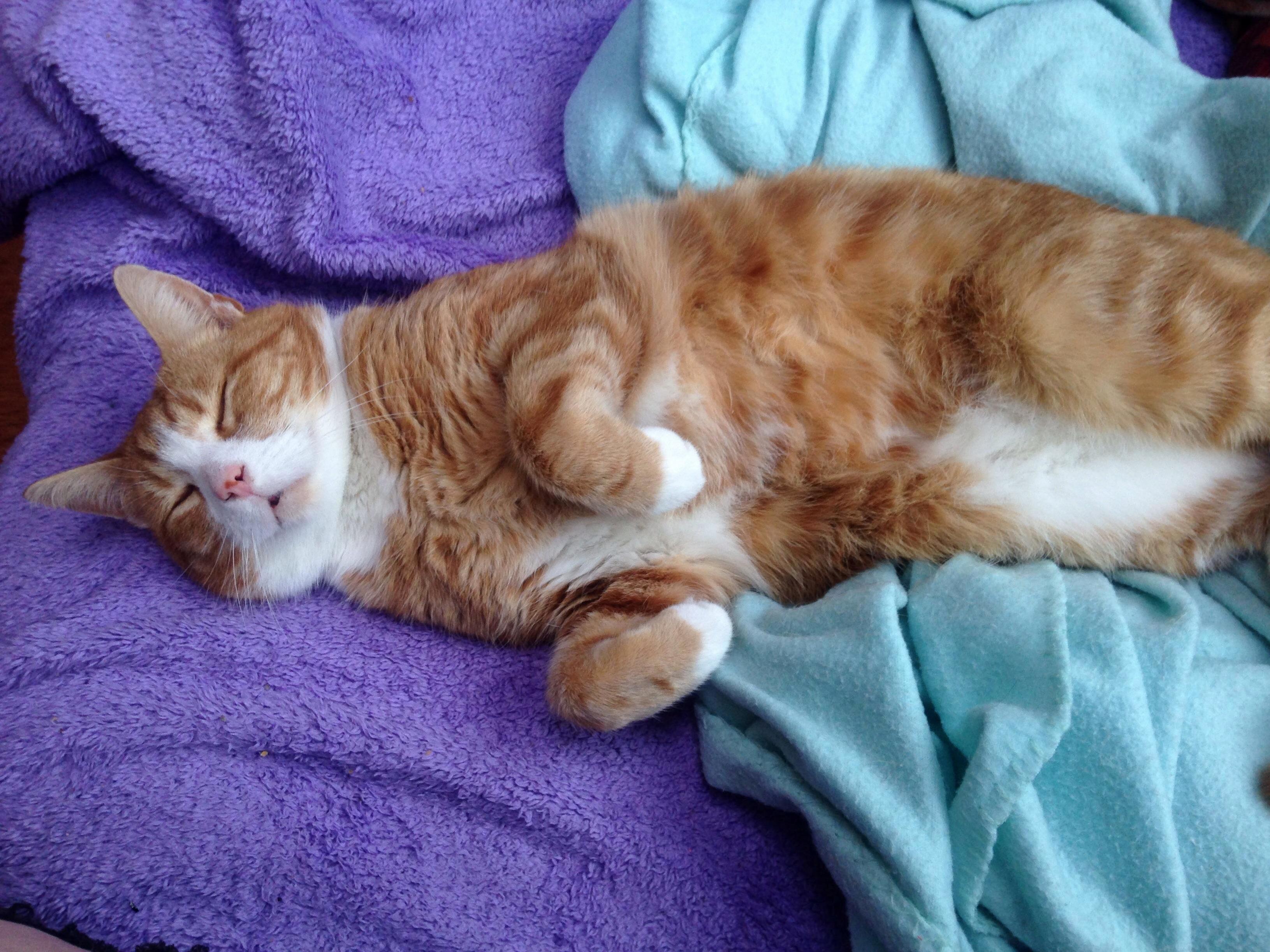 His Name Is Gordon and He Likes Belly Rubs.