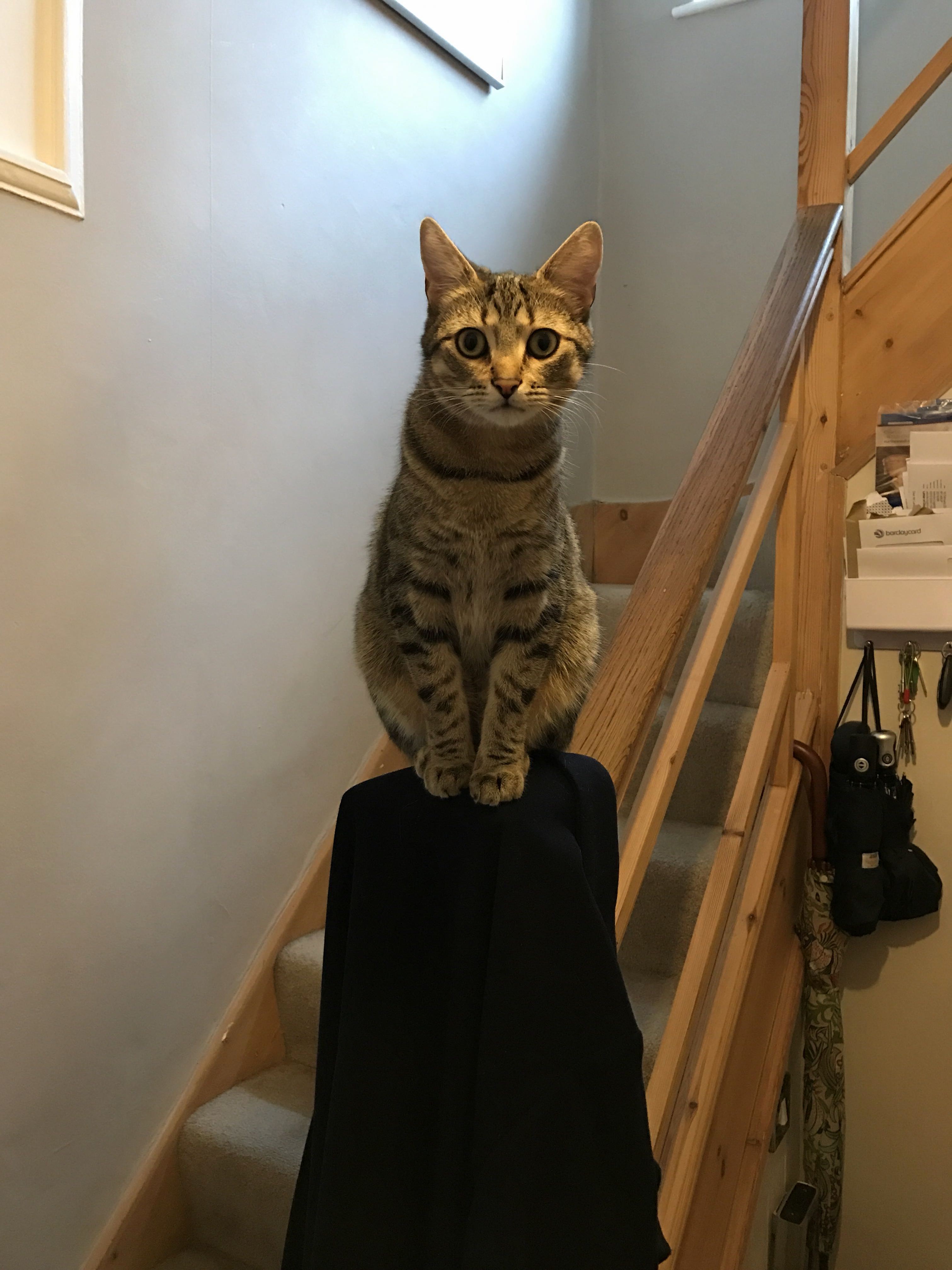 How Im Greeted After a Hard Days Work