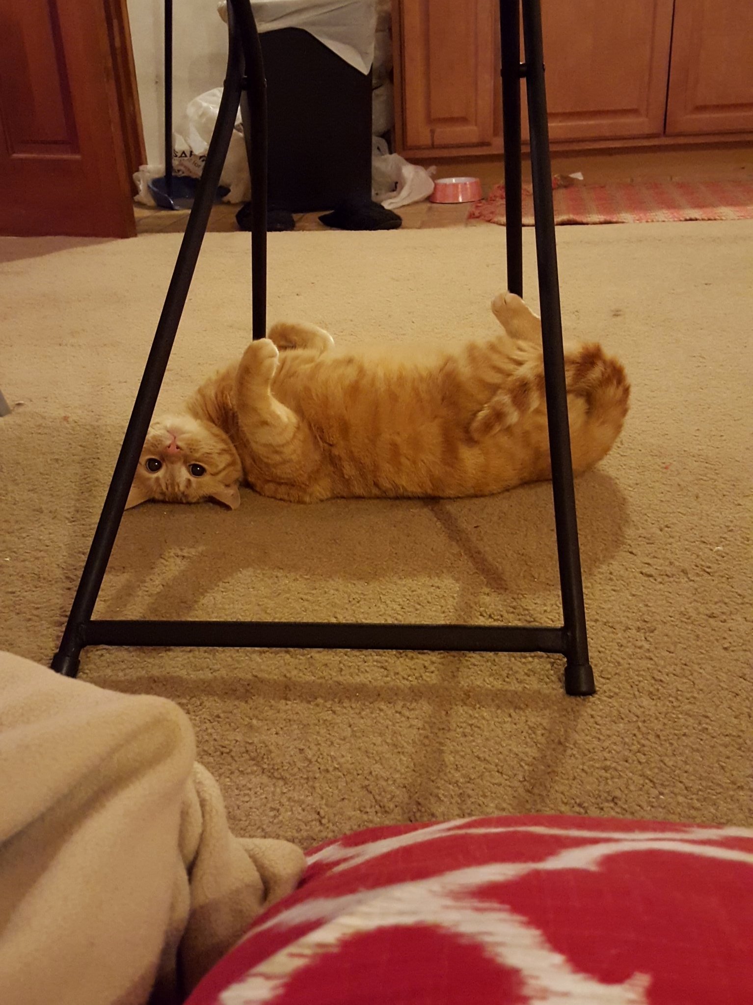 How Long Did It Take Your Cat to Acknowledge Their New Name After Adopting Them Mango Took Fewer Than a Few Minutes to Accept Hers. Maybe I Am Just Lucky.