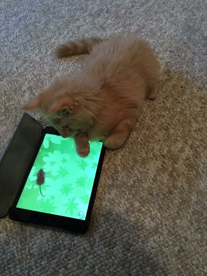 How to Exhaust Your Cat