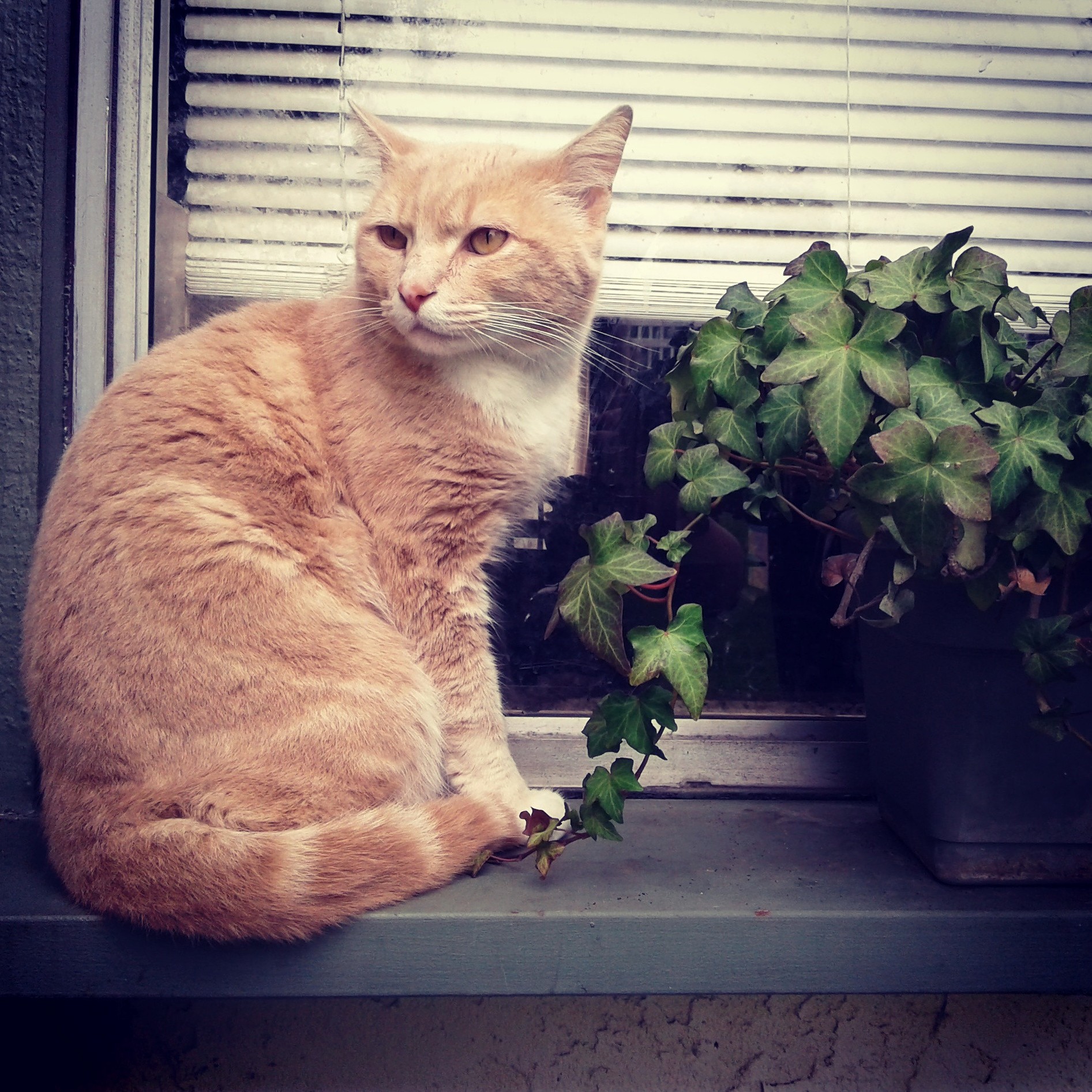 How to Help My Grumpy Stray Friend