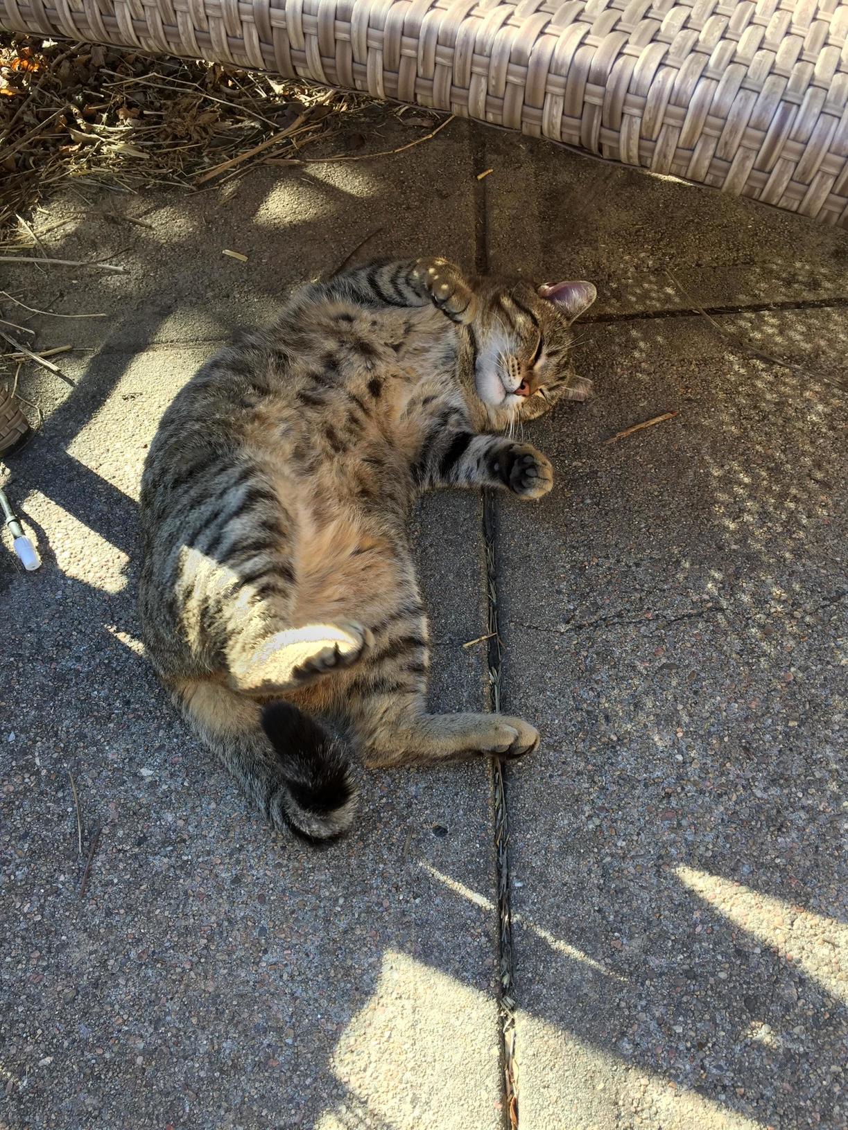 Hows Bout Some Belly Rubs on a Nice Nebraska February Day