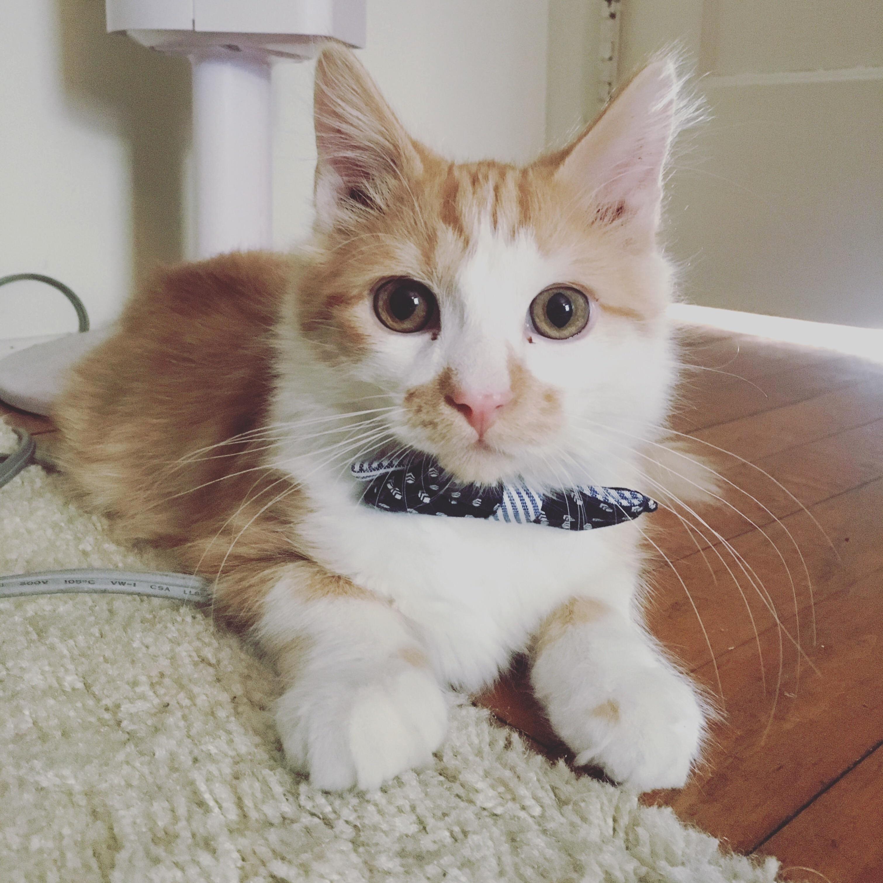 I Adopted the Cat of My Dreams This Week His Name Is Rizzo and Hes So Sweet.
