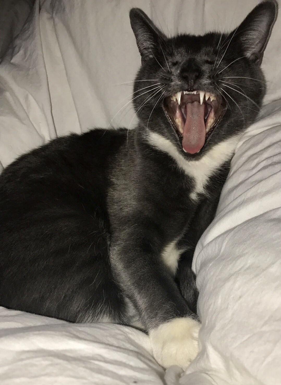 I Also Have a Vampire Cat. Captured Mid-yawn Because You Know Rough Life.