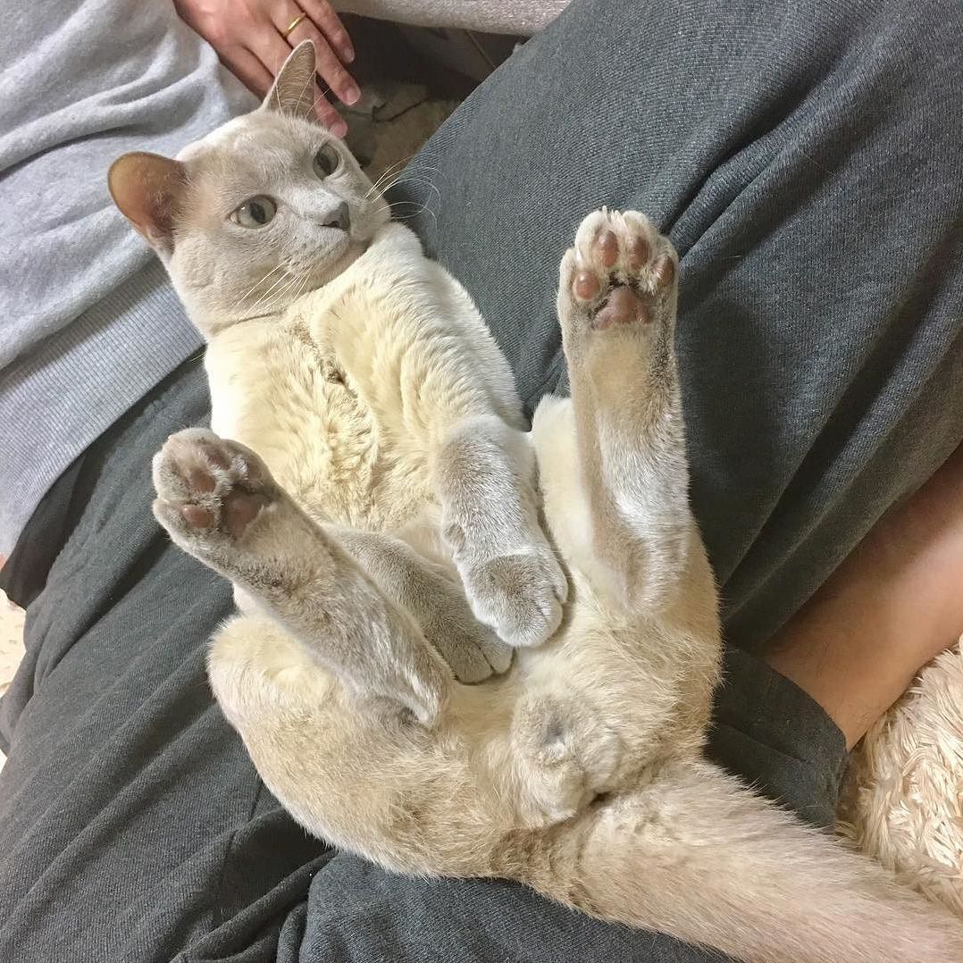 I Am a Real Cat Im Just Really High So I Can Talk Human Words for a Few Secmoew Meow Meow Meow