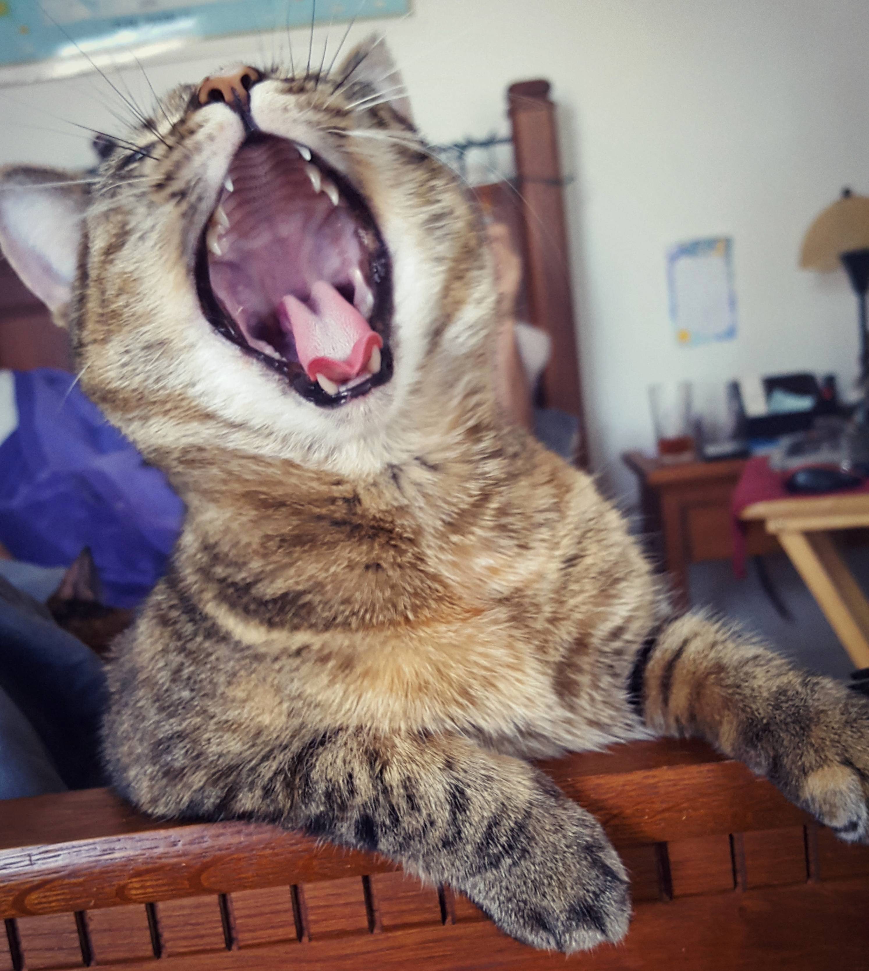 I Am Kooshka Hear Me Roar