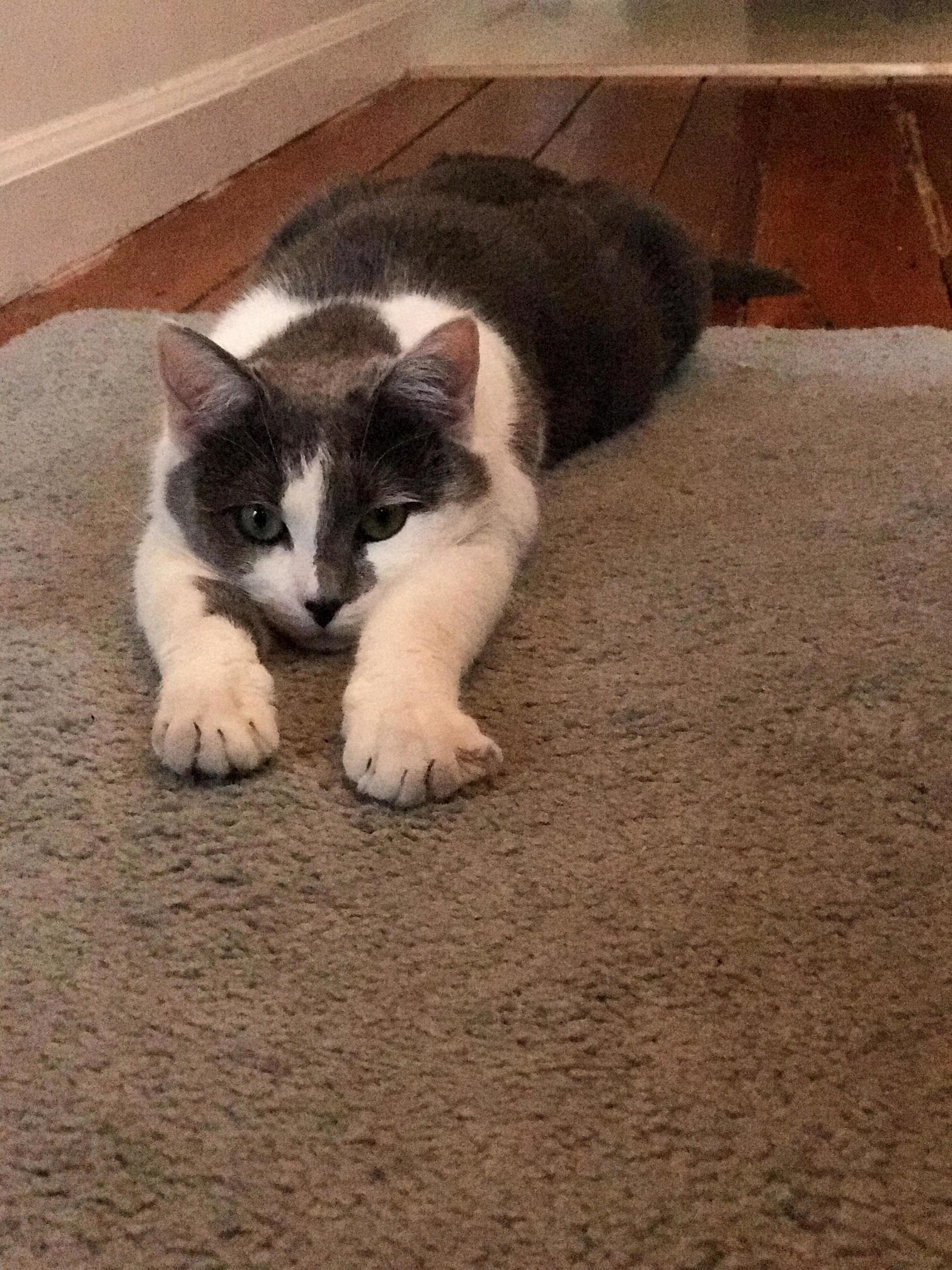 I Cant Cat Today.