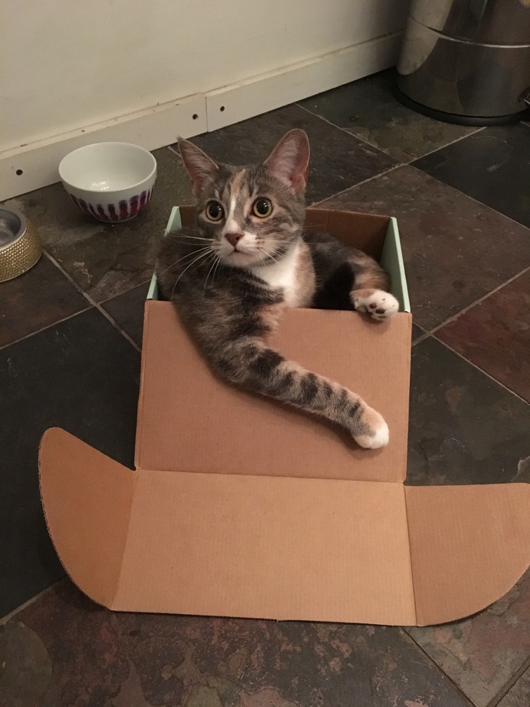 I Dont Always Fits but When I Do I Sits.
