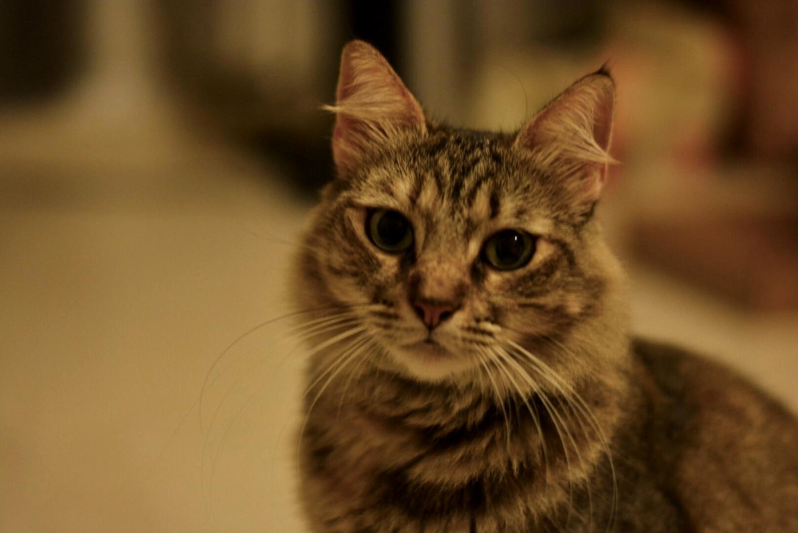 I Dont Like to Photograph Anyone Except My Cats. This Is Mish.