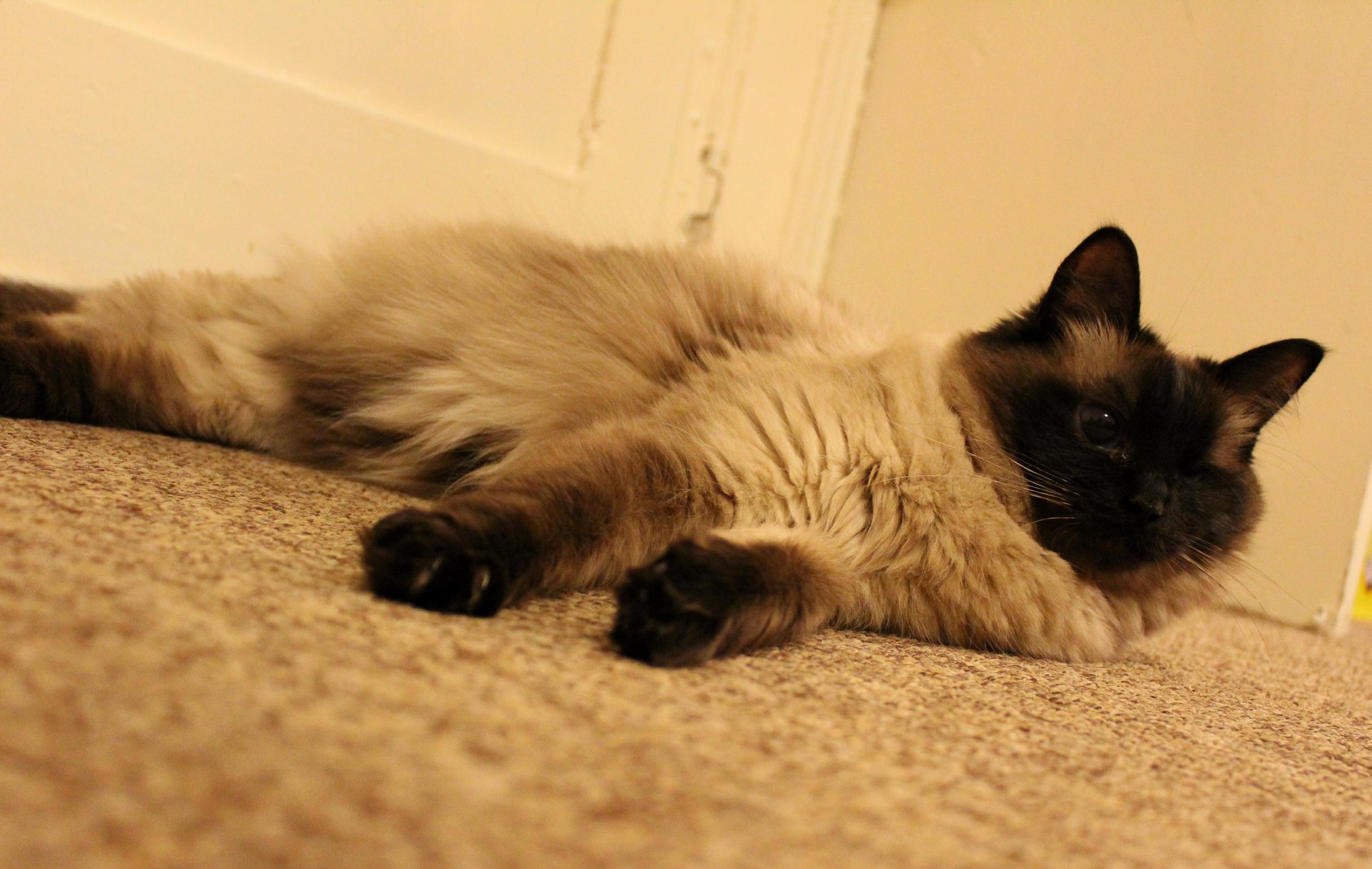 I Finally Managed to Get a Good Picture of Polly Without Red Eye