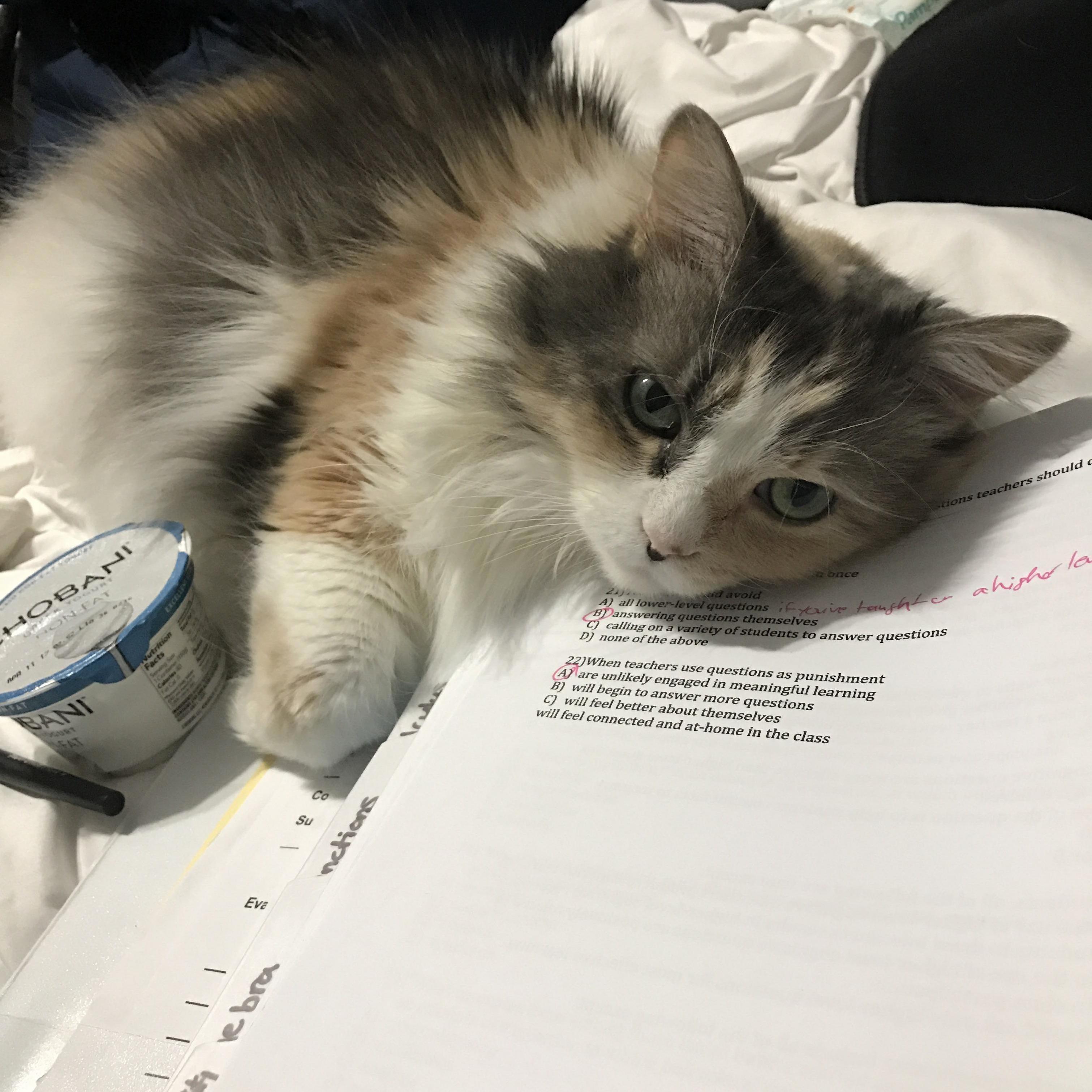 I Gave Harriet My Desk Again for Tonights Online Class. She Declined and Helped Me Take Notes Instead.