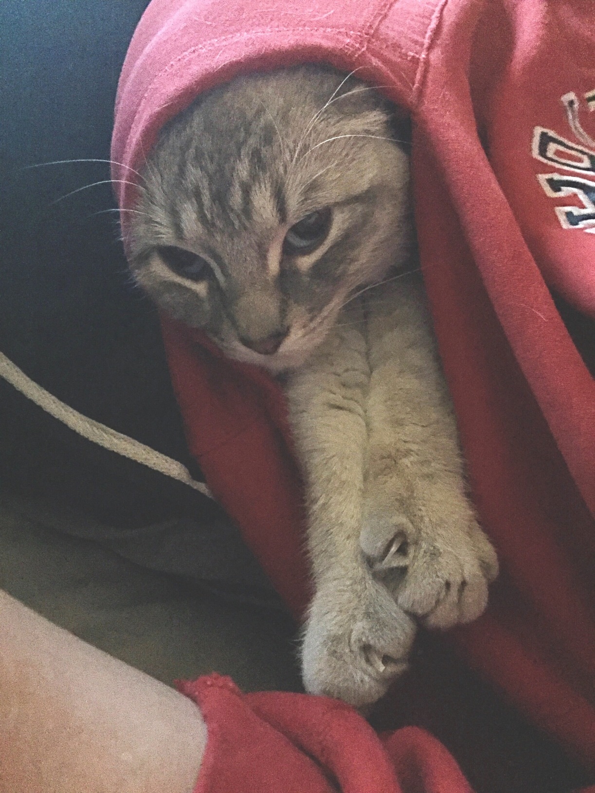 I Guess This Pocket Is My Home Now. -Thunderpuff