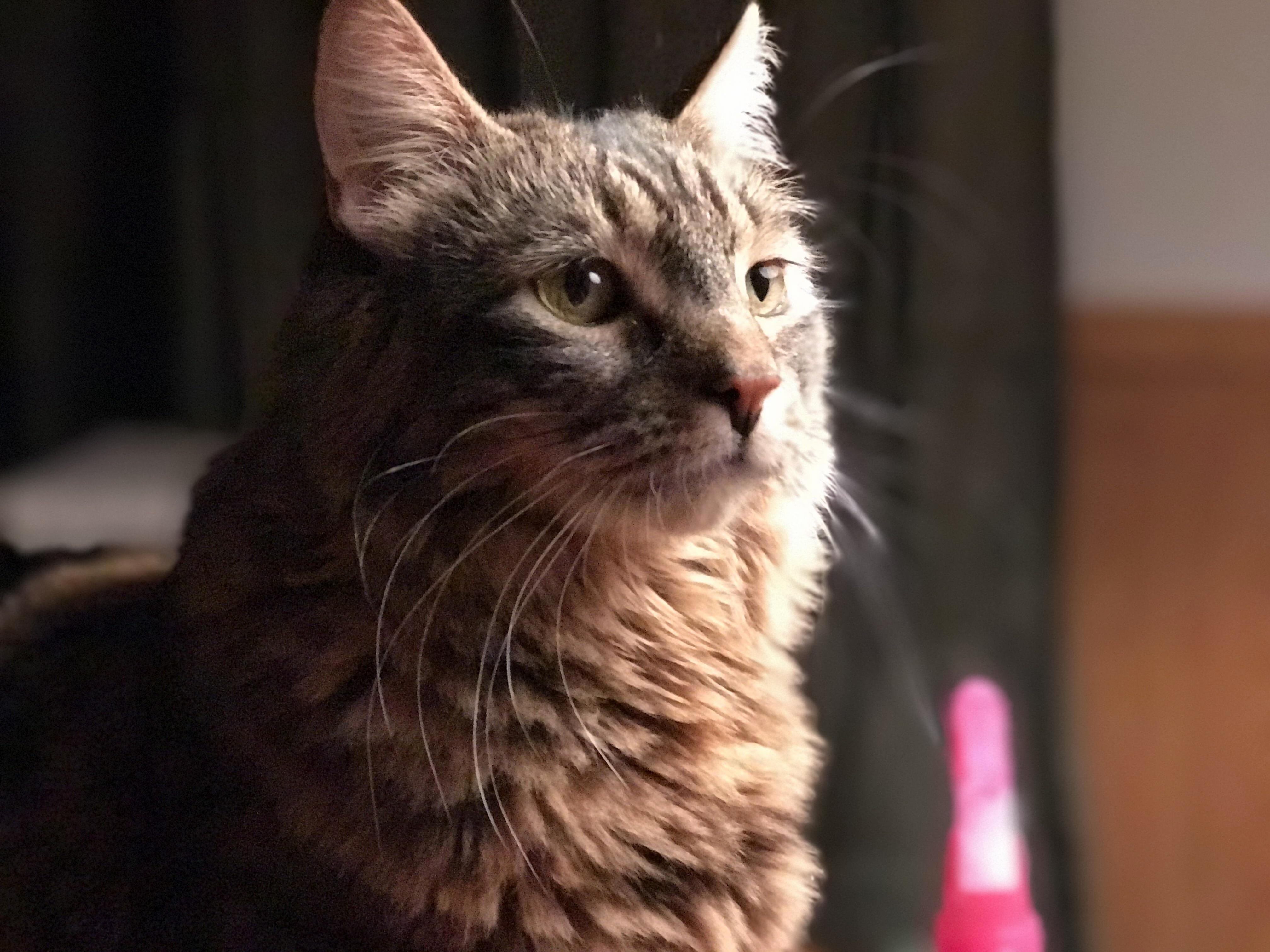 I Had to Share. She Posed So Perfectly My Little Luna.