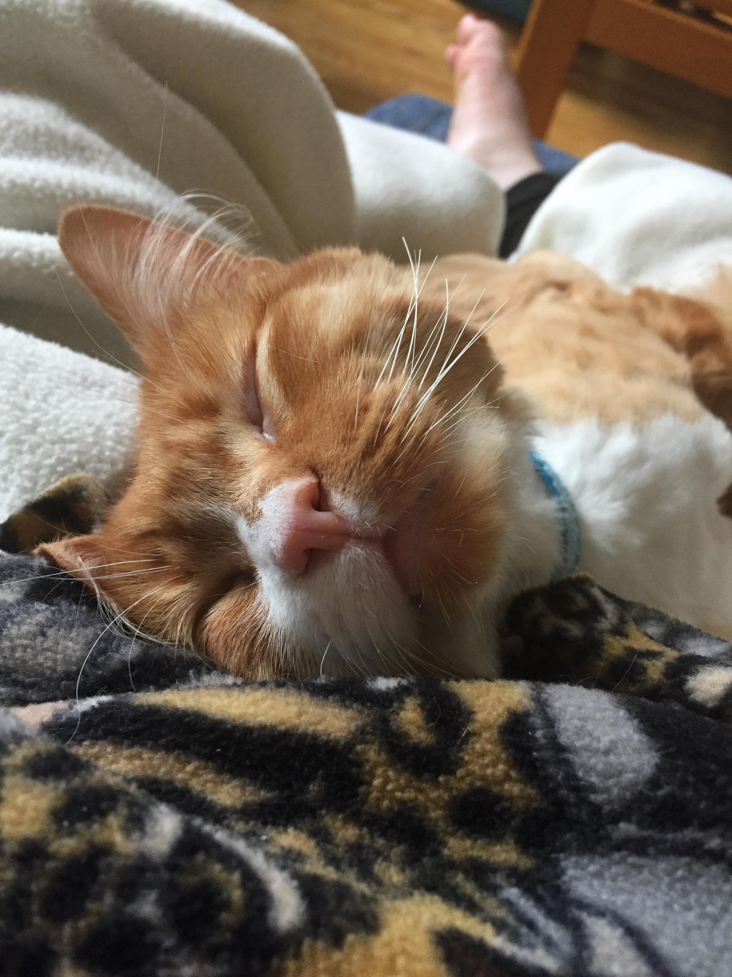 I Have Such a Sweet Kitty Shes 100 Converted Me Into a Cat Person