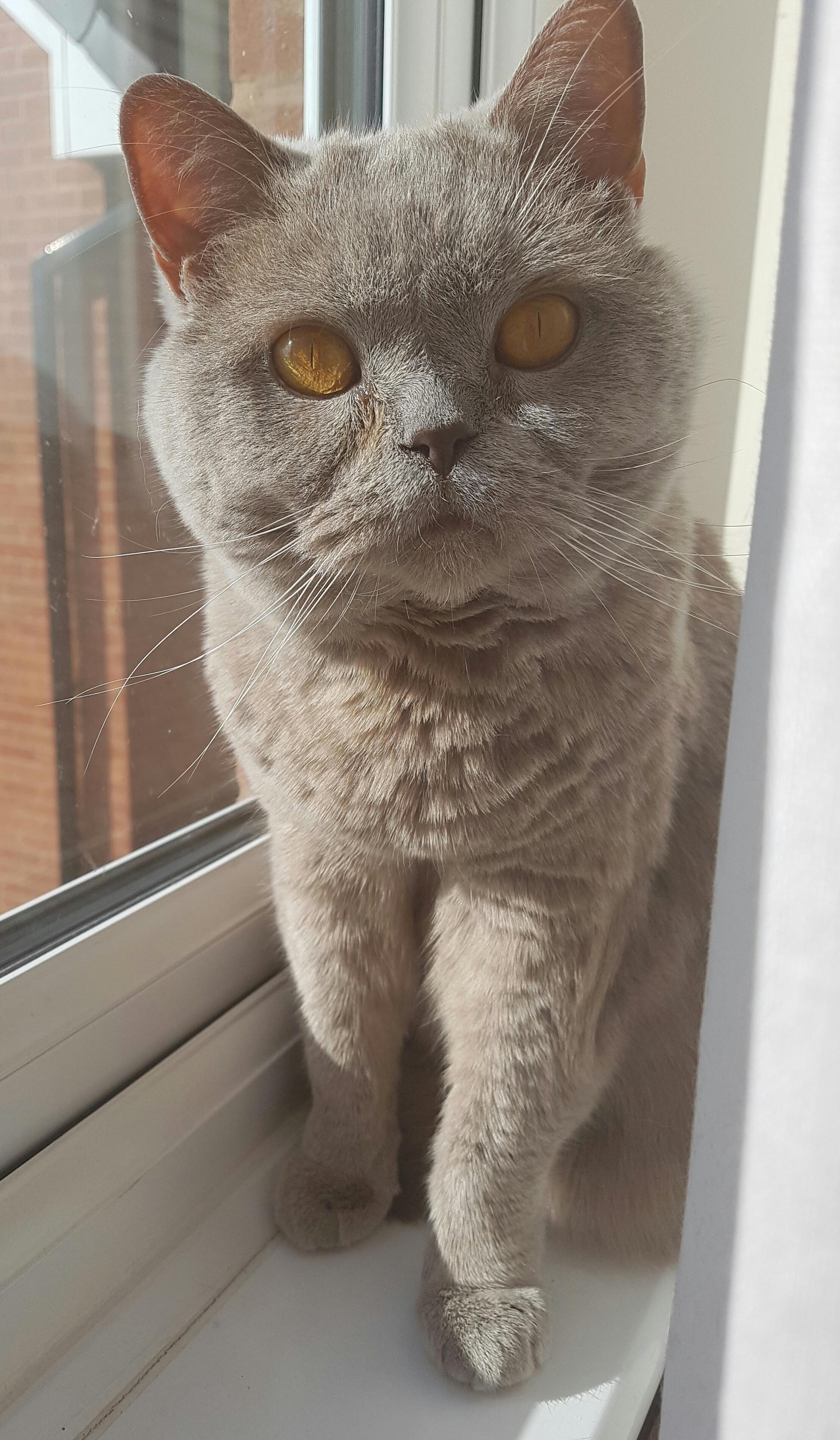I Interrupted Olly While He Was Watching the Birds Play in the Garden