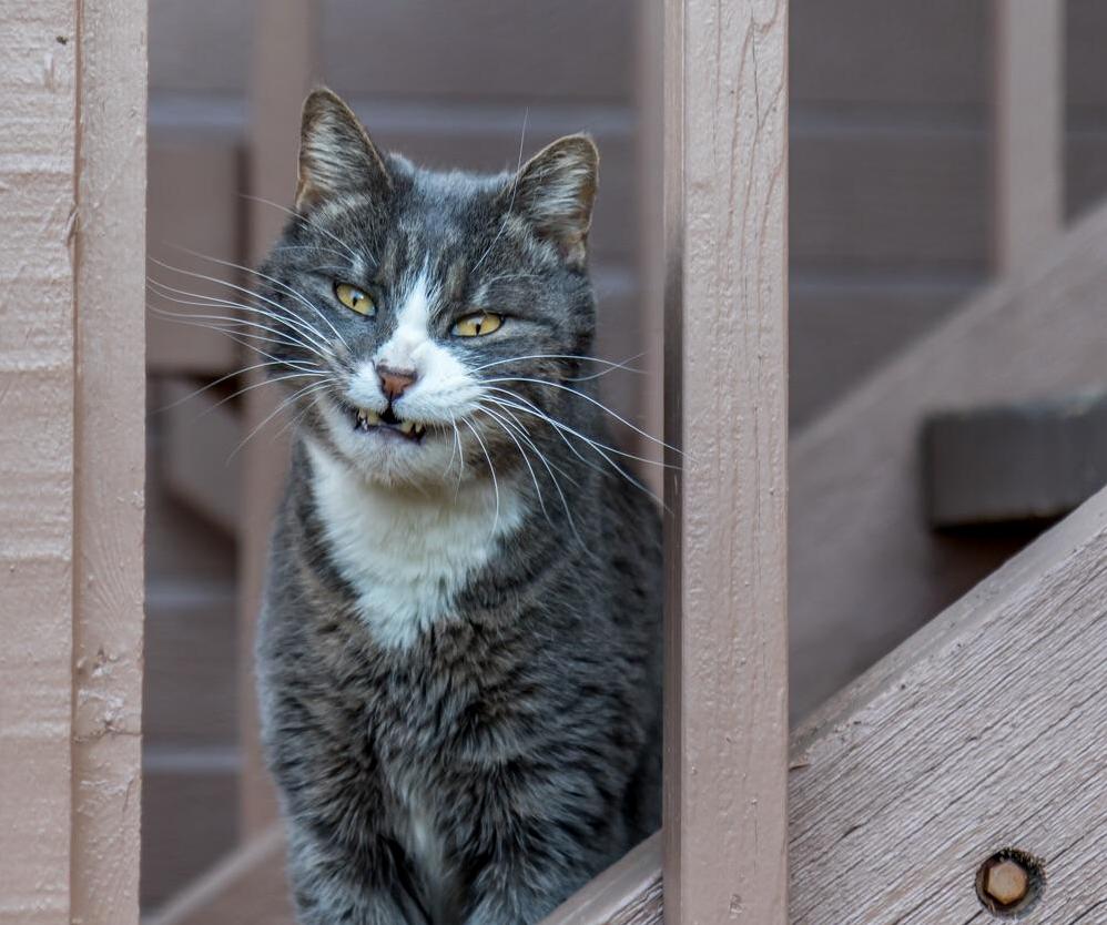I Love This Real Life Cheshire Cat