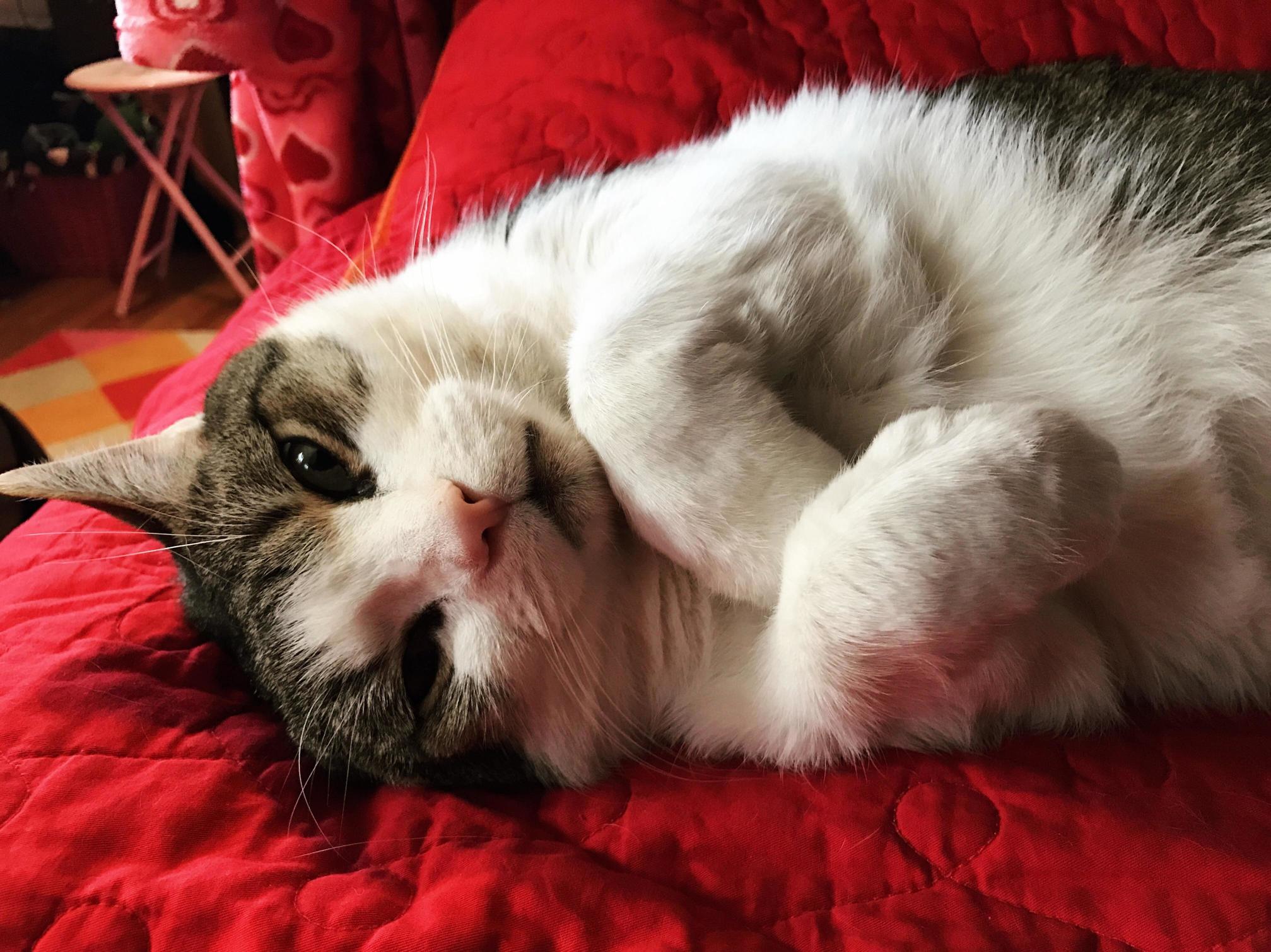 I Love When He Does This with His Paws