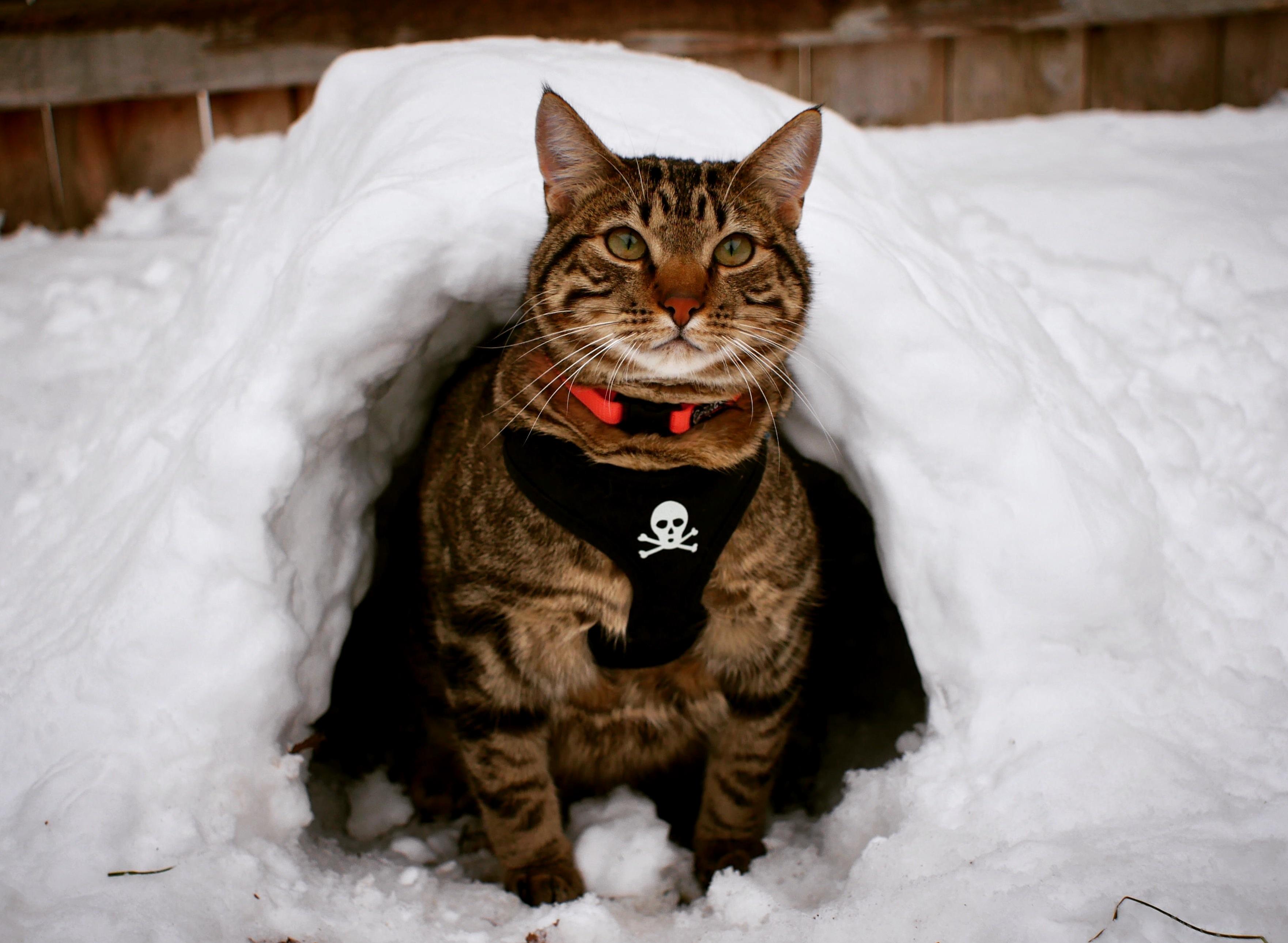 I Made a Cat Sized Igloo.