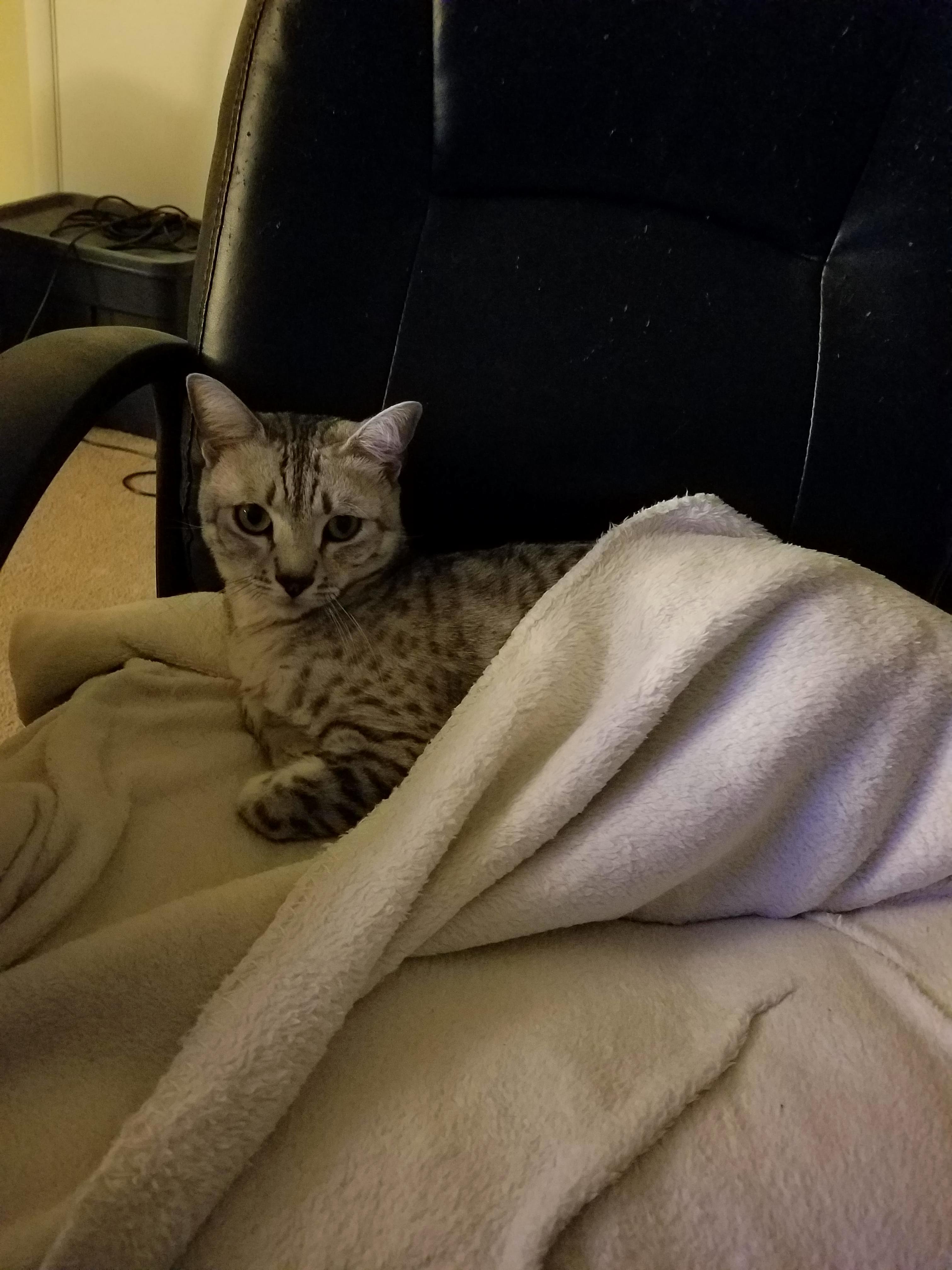 I Might Be Biased but Here Is the Best Cat in the World.