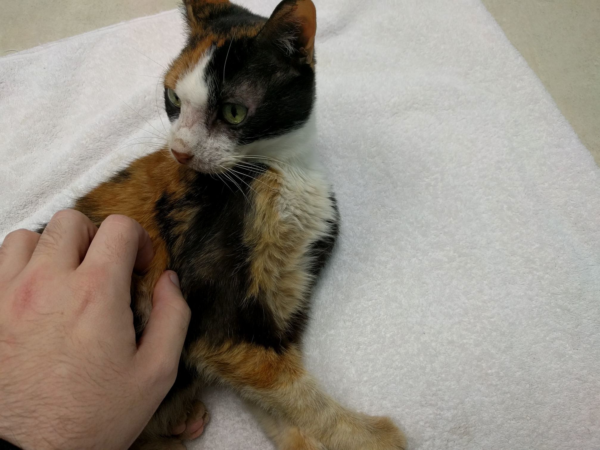 I Need Advice Regarding My Baby Girl Callie. Pictures Inside.
